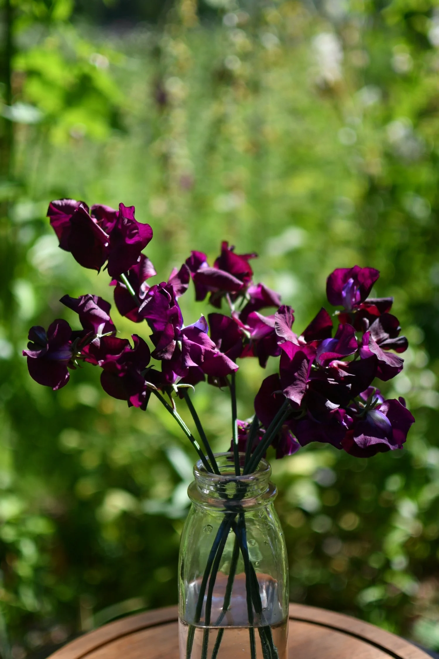 Sweet Pea 'Windsor'