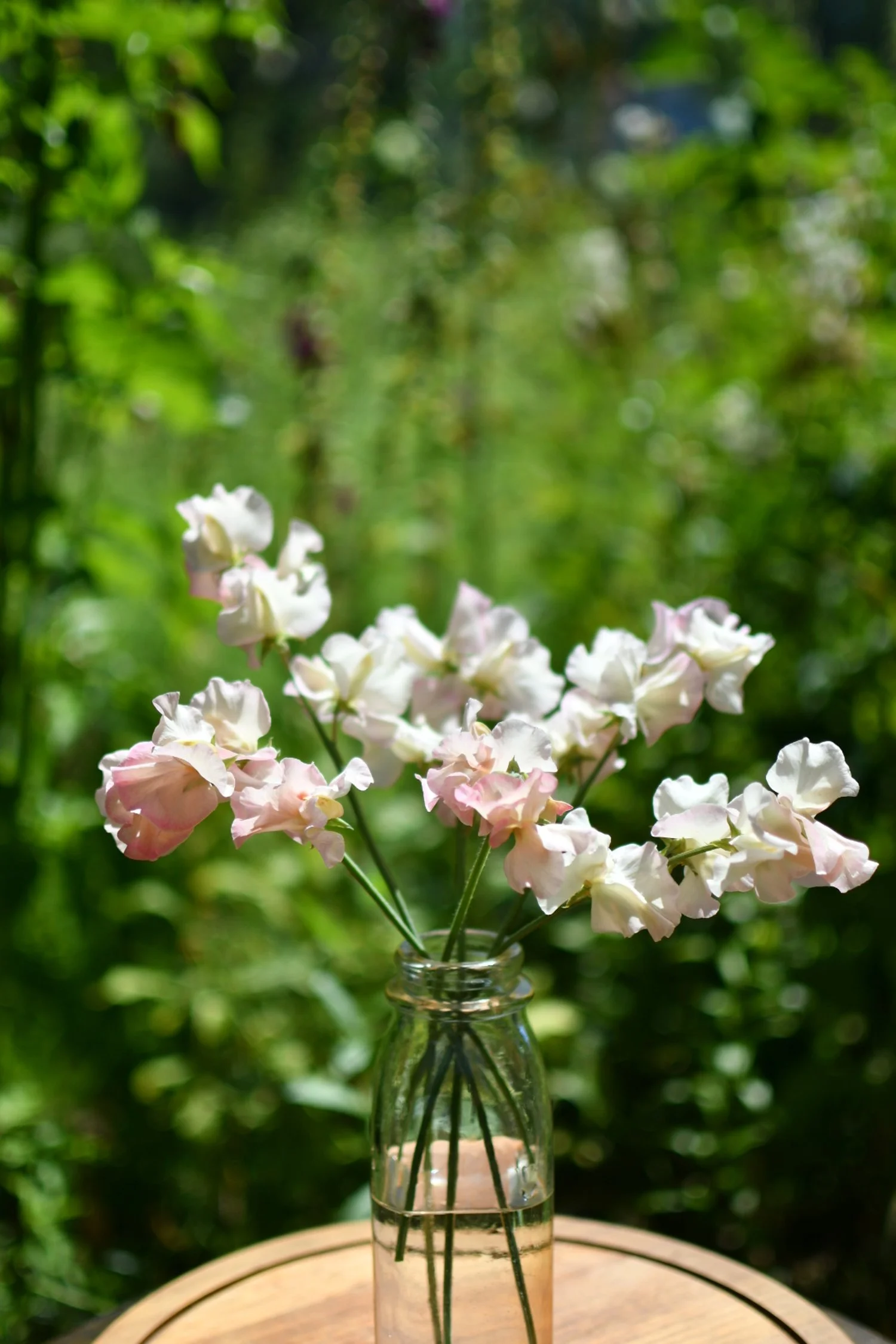 Sweet Pea 'Monarch’s Diamond'