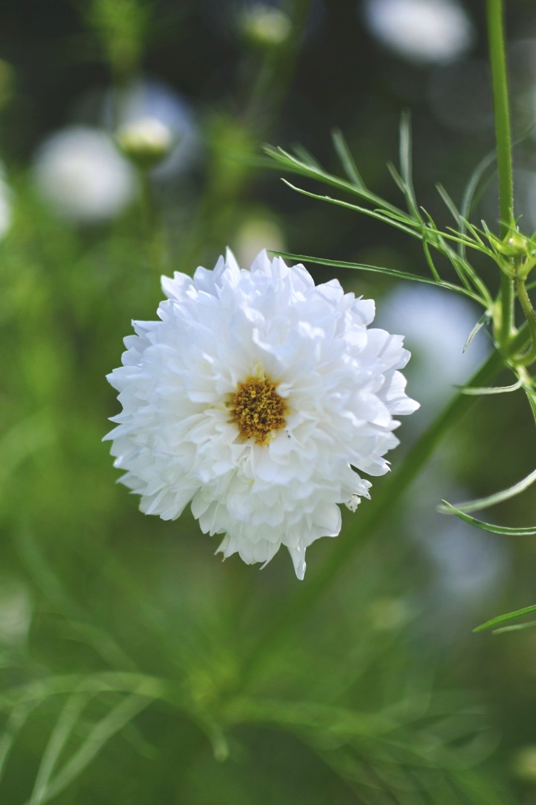 Cosmos+25.jpg