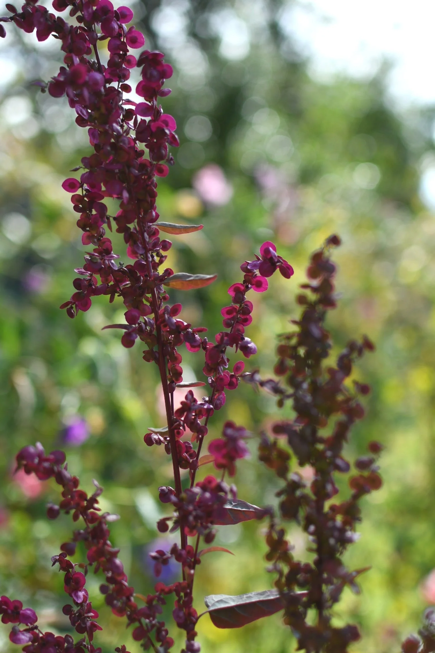 Orach 'Ruby & Plum' MIX