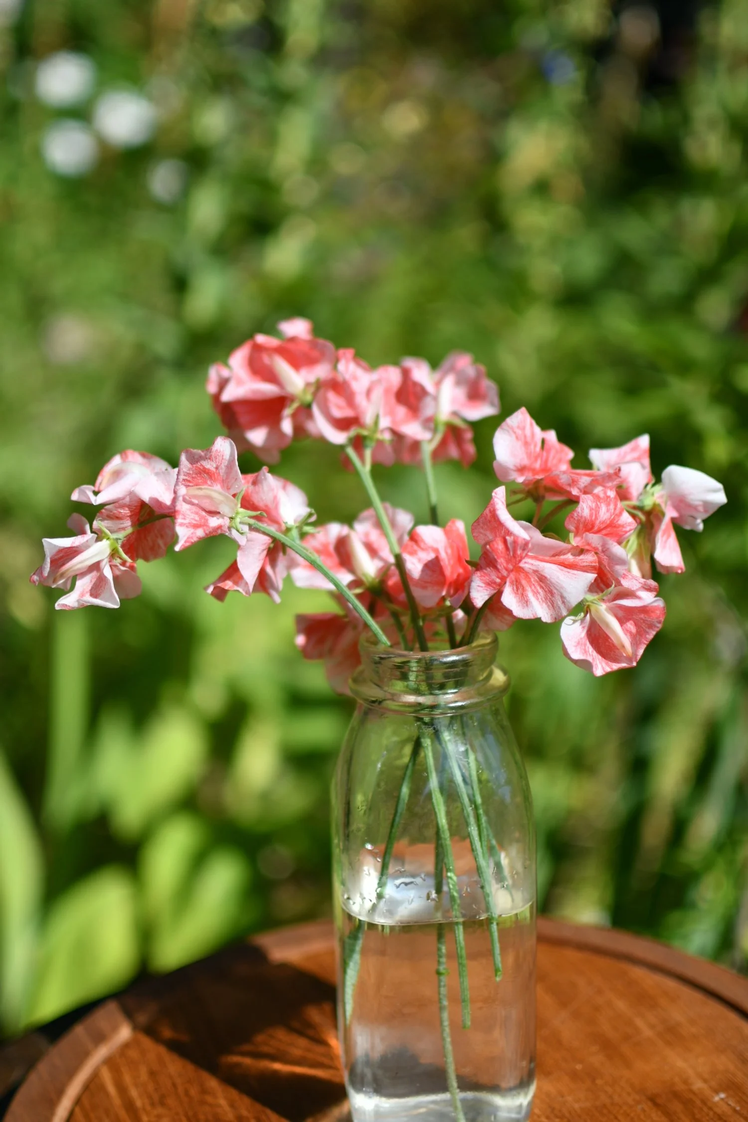 Sweet Pea 'Geoff Hughes'
