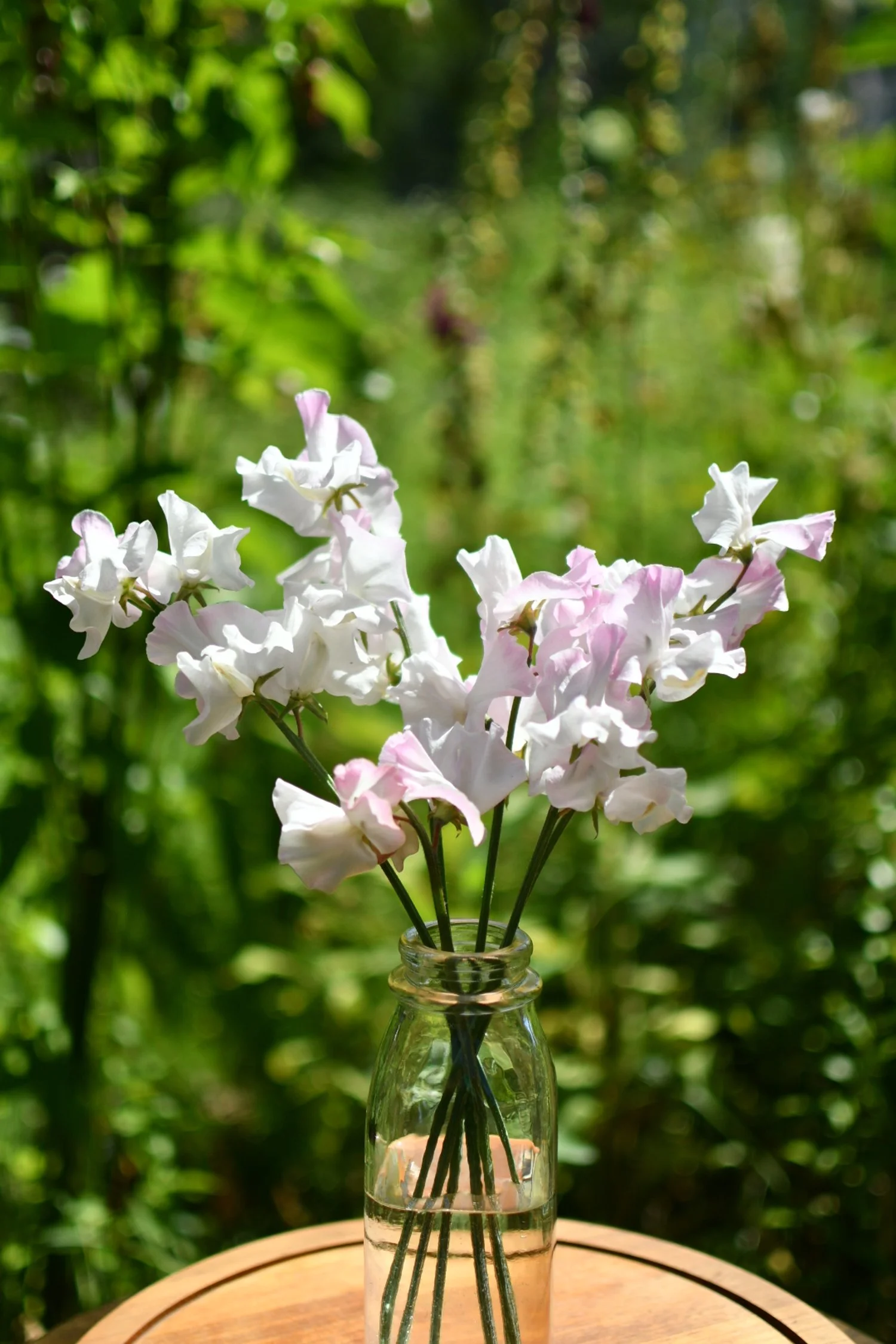 Sweet Pea 'Anniversary'
