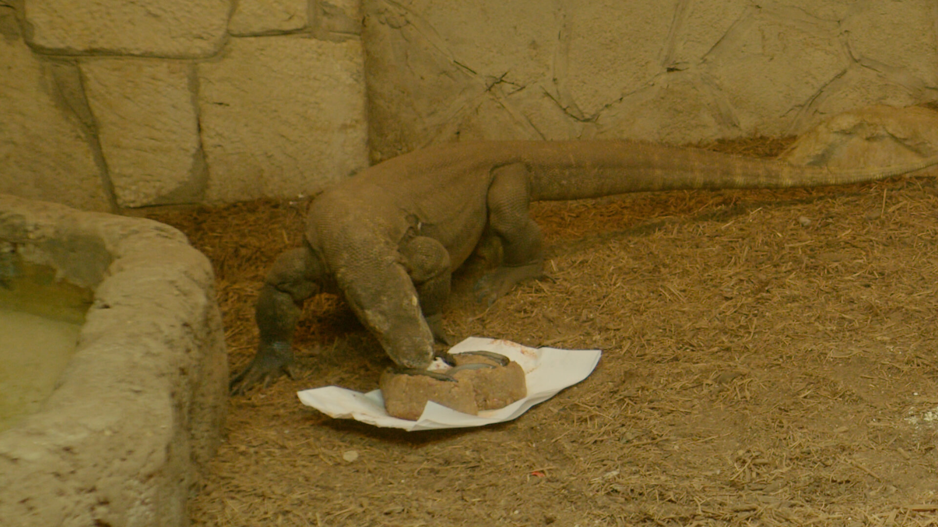 Komodo Dragon Eating
