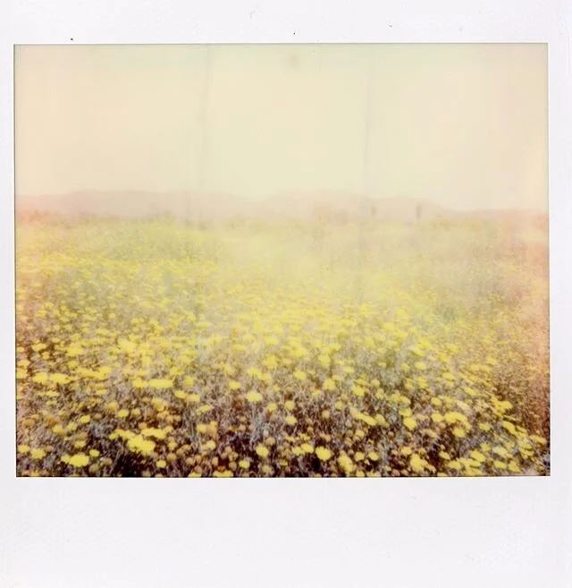 Week 6 of #artistresidencyinmotherhood was slow, but gave me a lot to enjoy and think about. 
My husband took the week off so we enjoyed lots of family time. we got out of the house yesterday, took these Polaroids, and finished rolls of film I&rsquo;