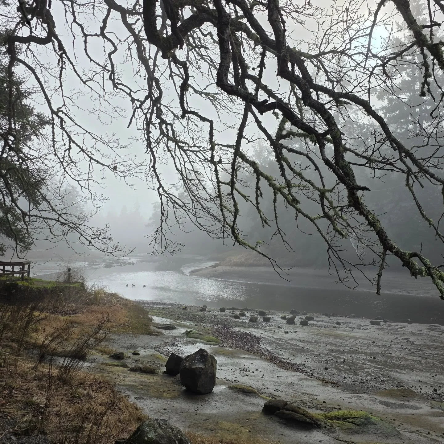 Being surrounded by such beauty is truly a blessing 🙏 Winter atmosphere has a moodiness to it that intrigues and captivates me.
My sister and I walked on mom's beach and visited her gravesite today. My feelings mirror the images I captured. It was a