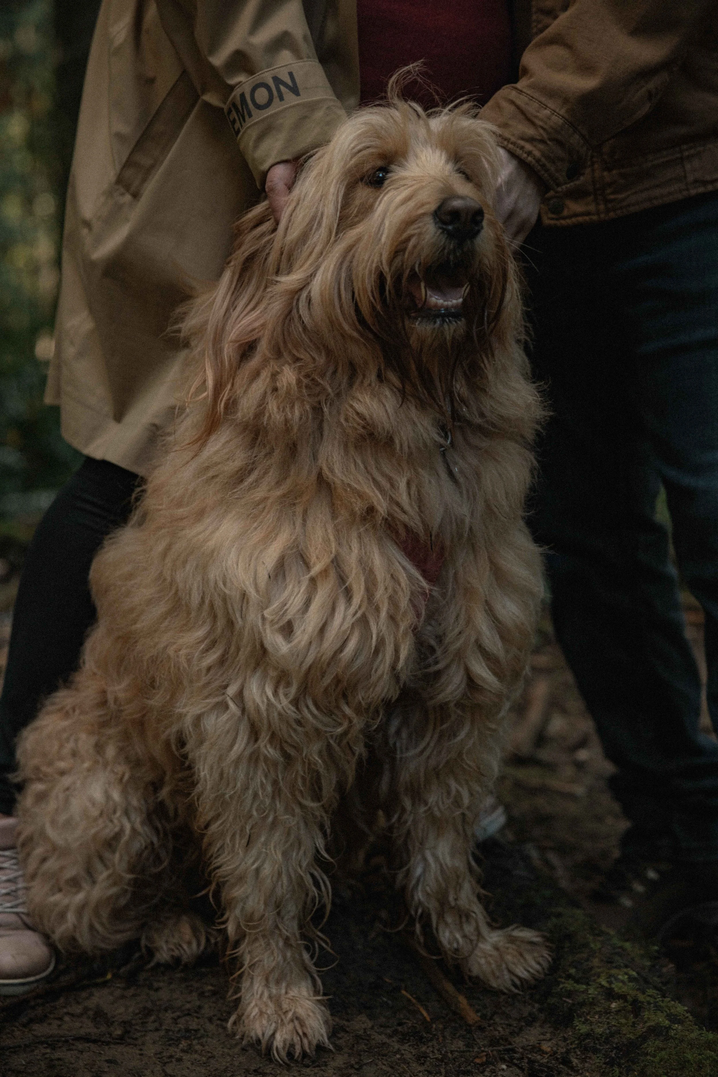 Golden doodle dog sits in front of his family in the forest while he gets pets on his head