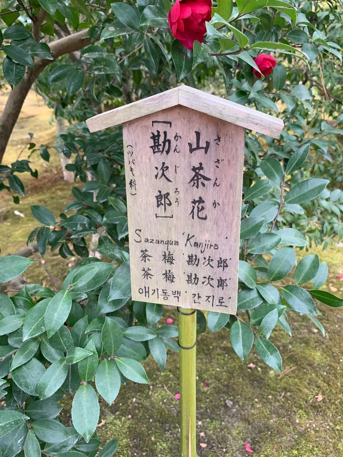Kyoto: A day that stayed with me