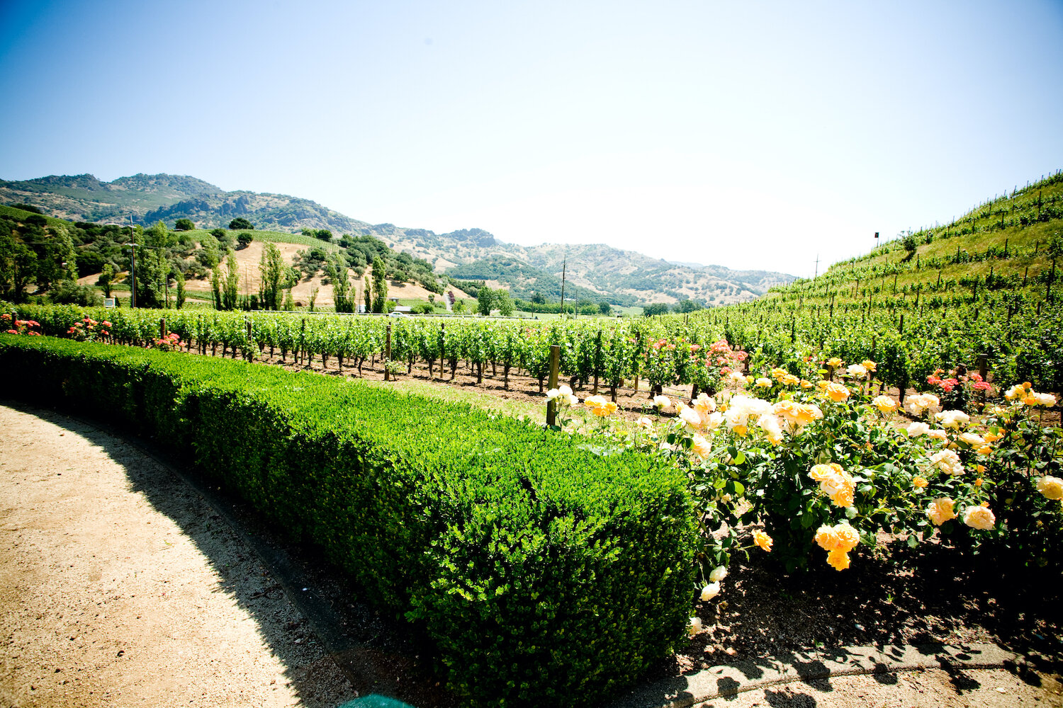 Day-In-Napa-MorganEvents-17.jpeg