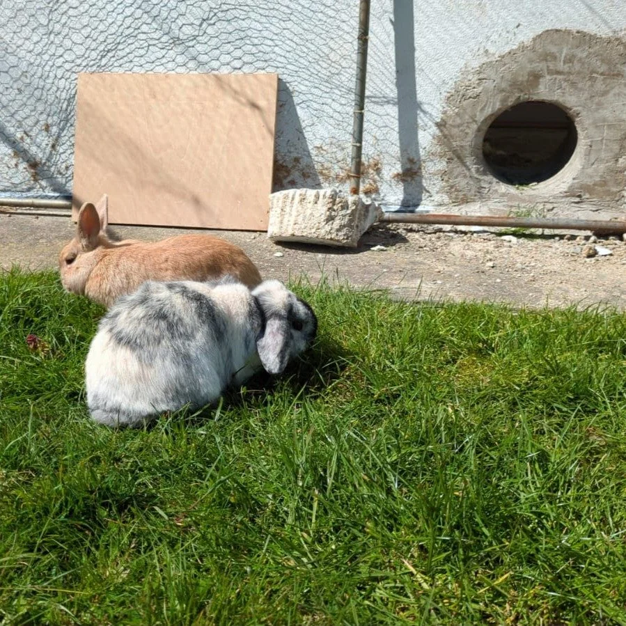 As our rabbits break free into the great outdoors, it's a new and exciting start for everyone at Dorset Wellbeing as we welcome in the new summer term. 🐇

#newterm #summerterm #carefarm