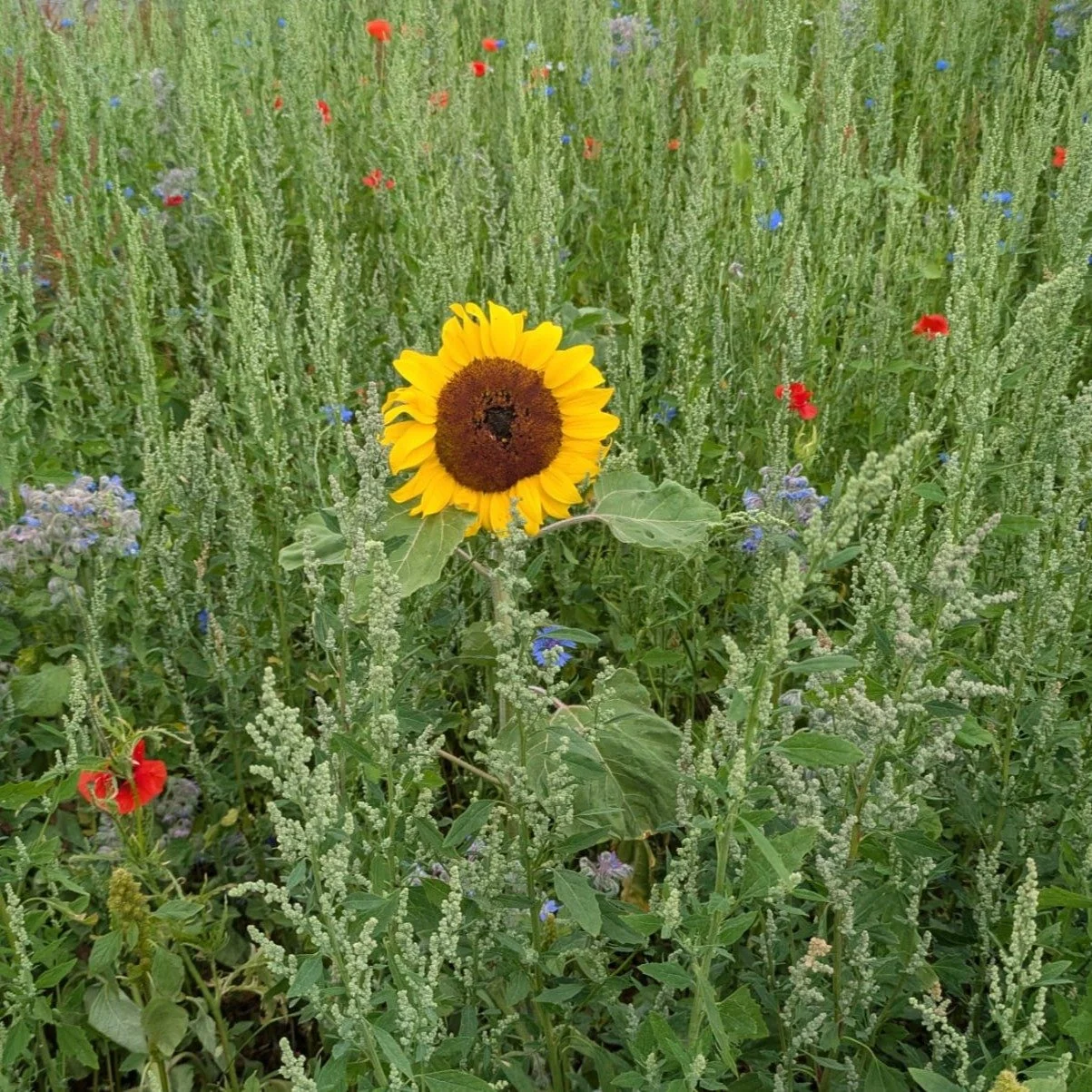 Wild flowers and produce from our various site gardens are springing to life, and even the resident sunflowers are starting to outgrow some of our young people 🌻

#cottagegarden #kitchengarden #gardentherapy