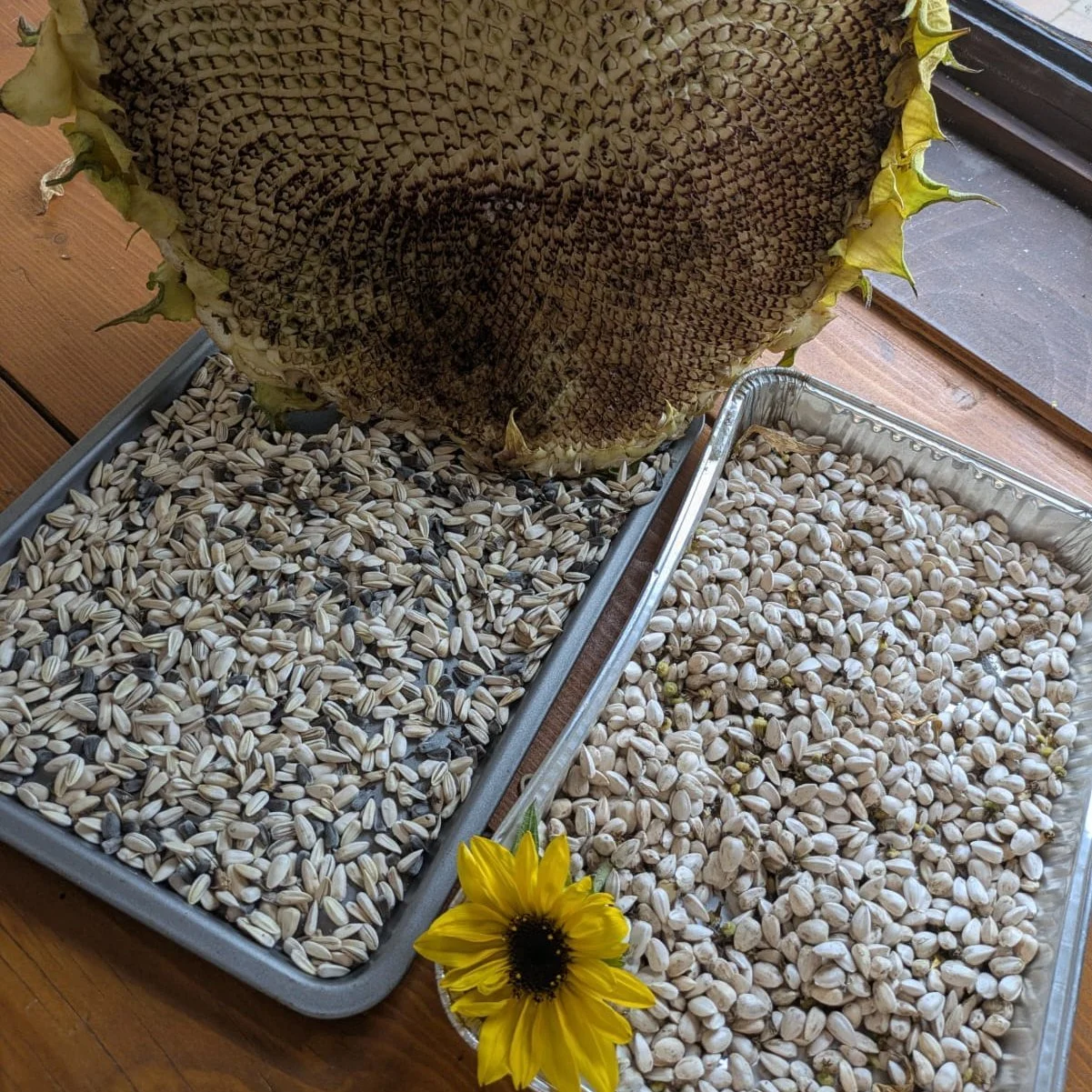 The sunflower season may be drawing to an end, but at Gatehouse Farm we've been harvesting every seed we can to plant a sunflower maze next year. 

Any donations welcome! 🌻

 #gardentherapy #carefarm #alternativeprovision #carefarming #sunflowers