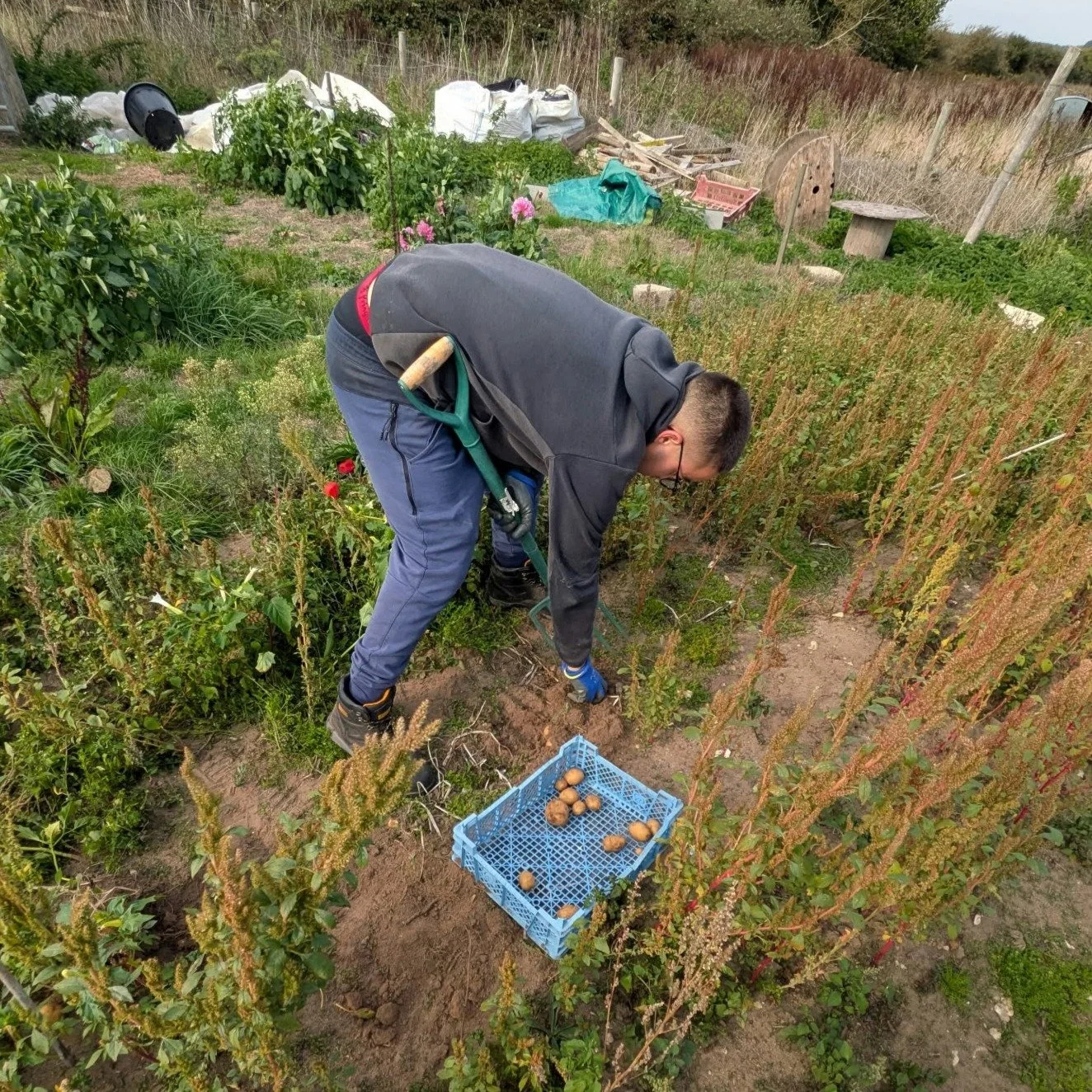 The harvest continues at Gatehouse Farm - this time potatoes coming out of the ground and into the kitchen with any luck... 

#alternativeprovision #harvest #carefarm #carefarming #alternativeeducation