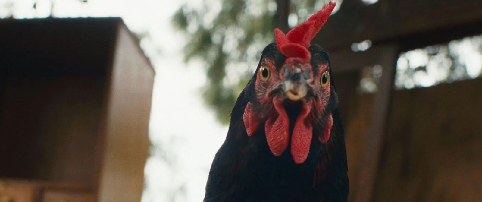 Chicken steals the show in people-smuggling drama