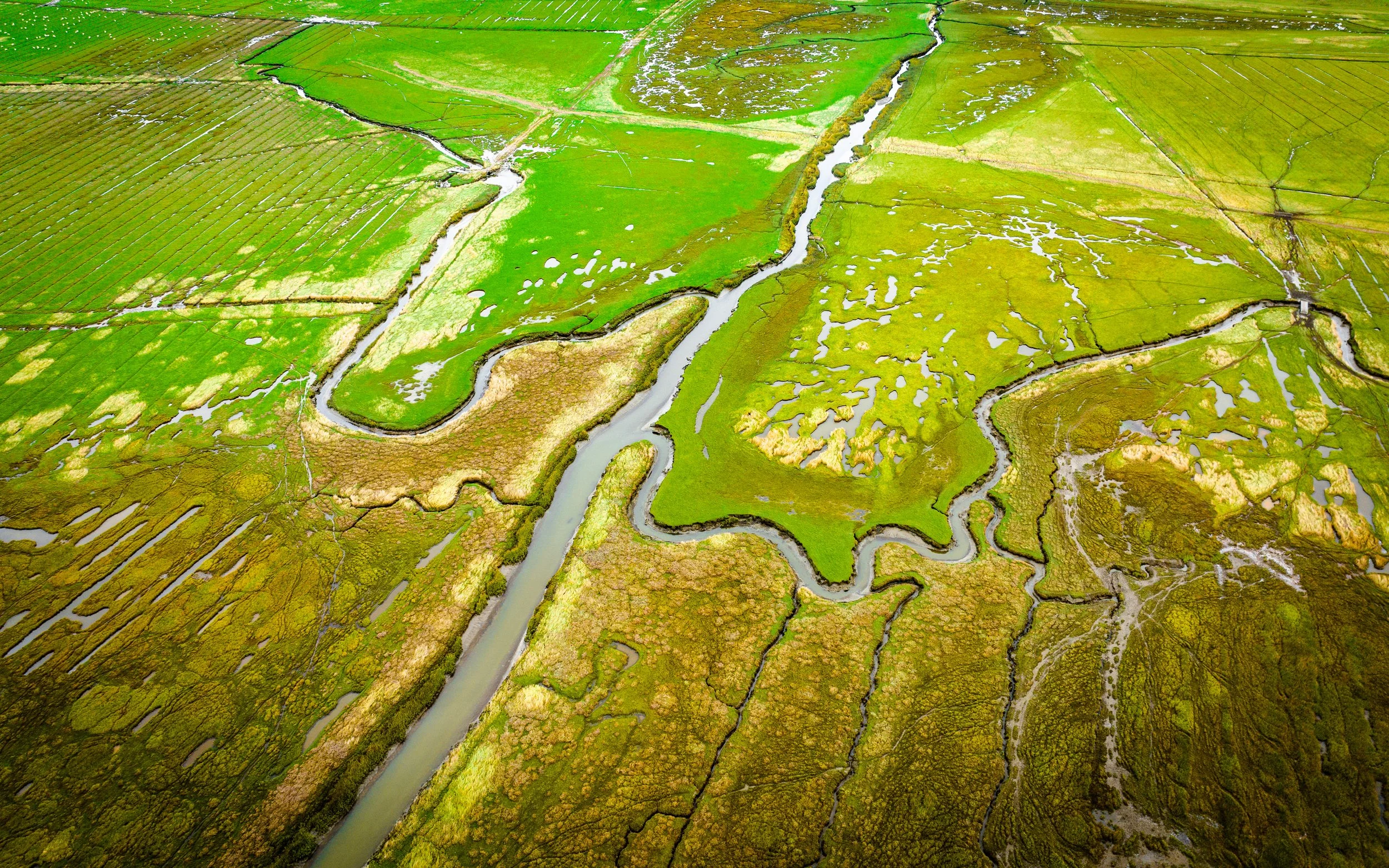 Strand nellike-15.jpg