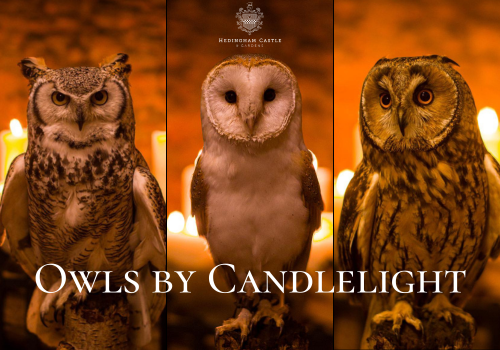 Owls by Candlelight - October &amp; November
