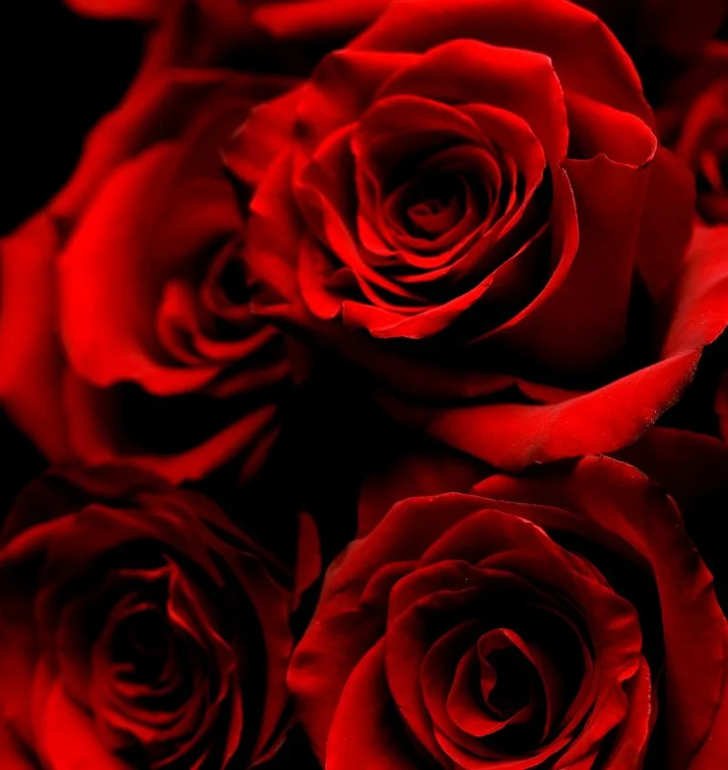 Red Rose Activation in Azores with White Feathers Woman