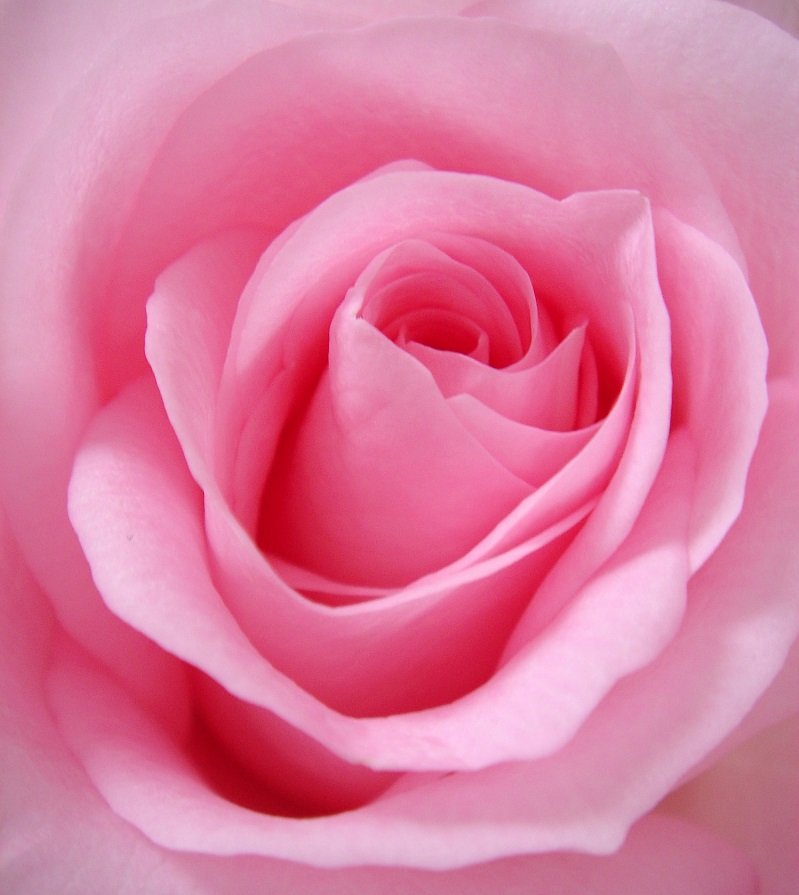 Pink rose mike-castro-demaria-94BUerwdFP8-unsplash.jpg