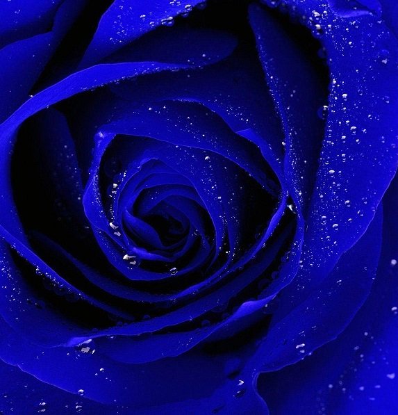 Blue Rose wallpapercave s.jpg