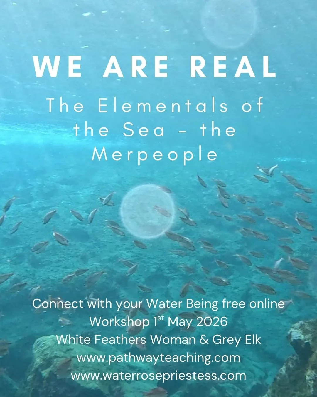 Connect with your Water Being with White Feathers Woman and Grey Elk