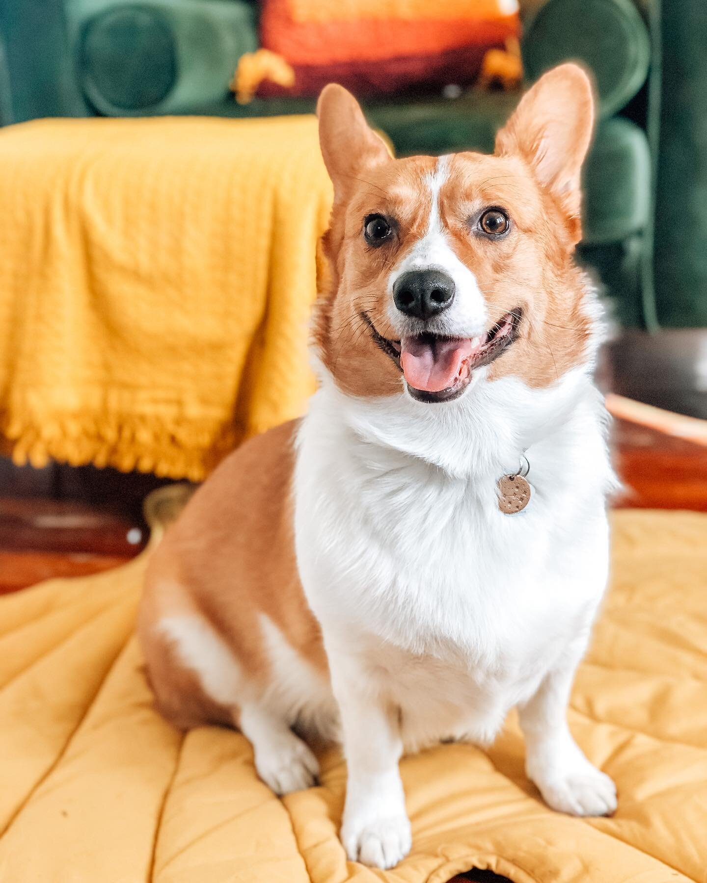 Say hi to the cutest pup in the land (I'm not biased)! This is Cassiopeia the Rescue Corgi, but you can call her Cassi. We adopted her on American Thanksgiving Day 2021 (I have to make that distinction because both US/Canada are home to me) and she i