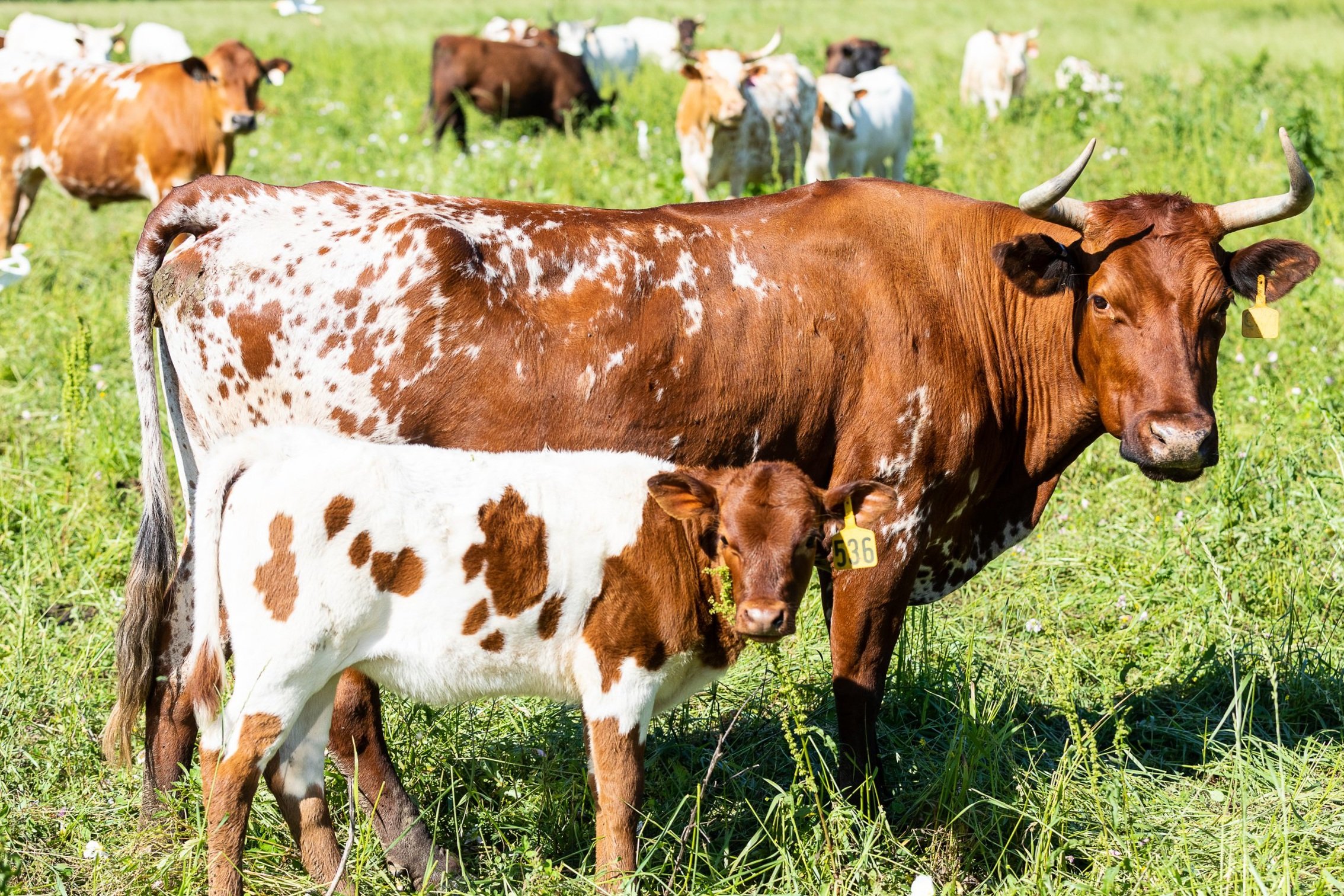 Organic Vs Regenerative Vs Grass-fed — Bois d'Arc Farm