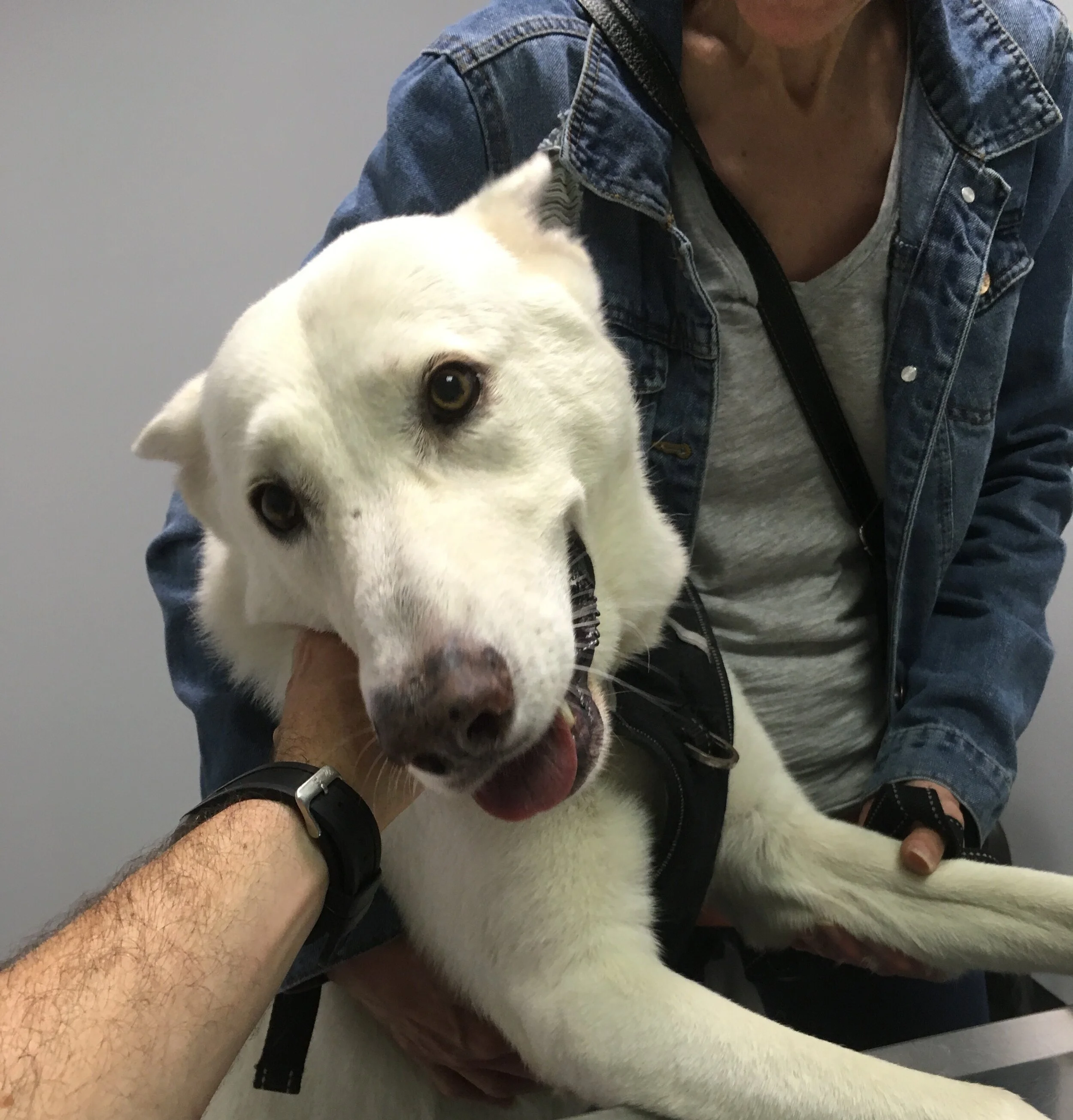 York Veterinary Center