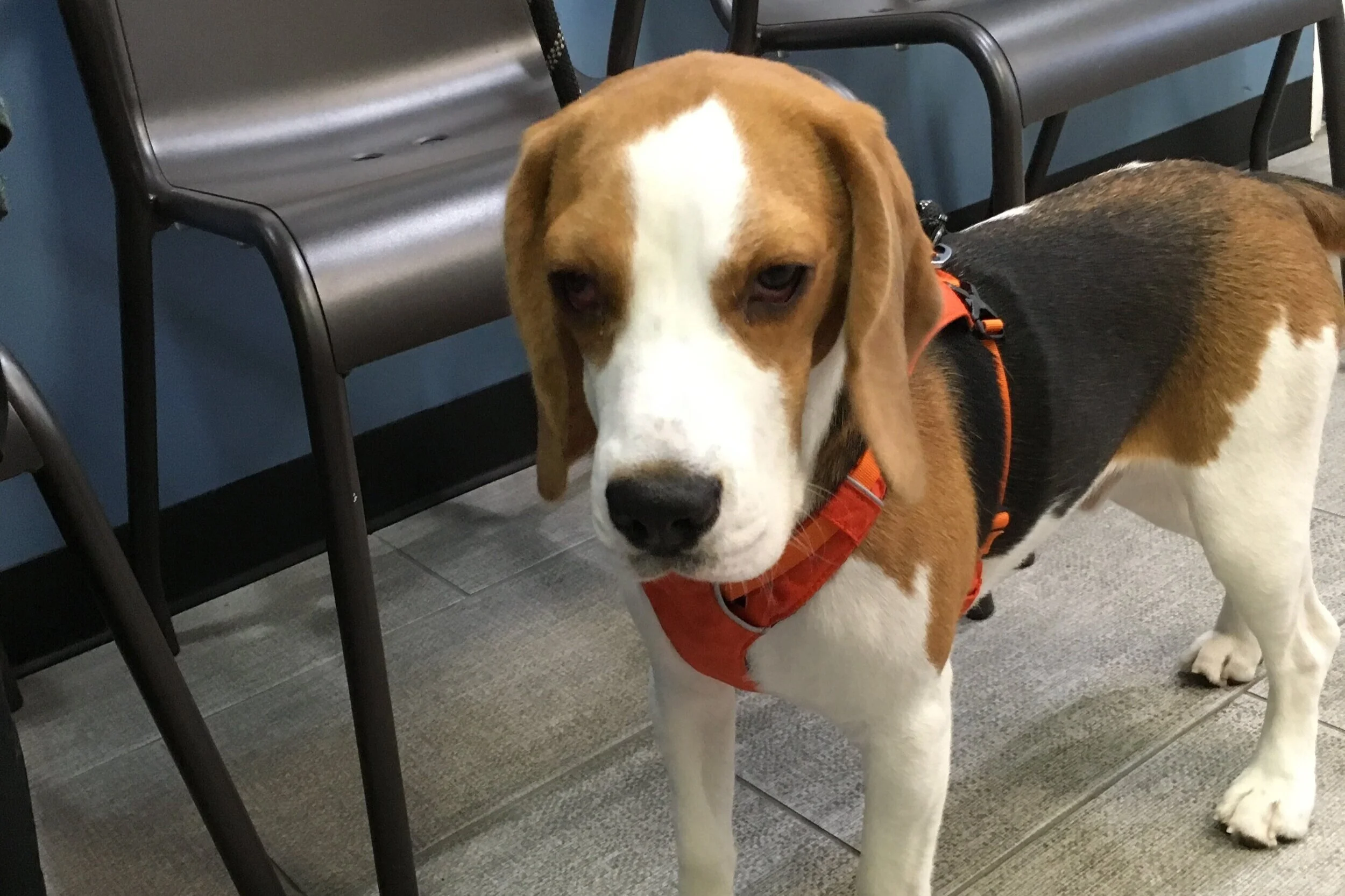 York Veterinary Center