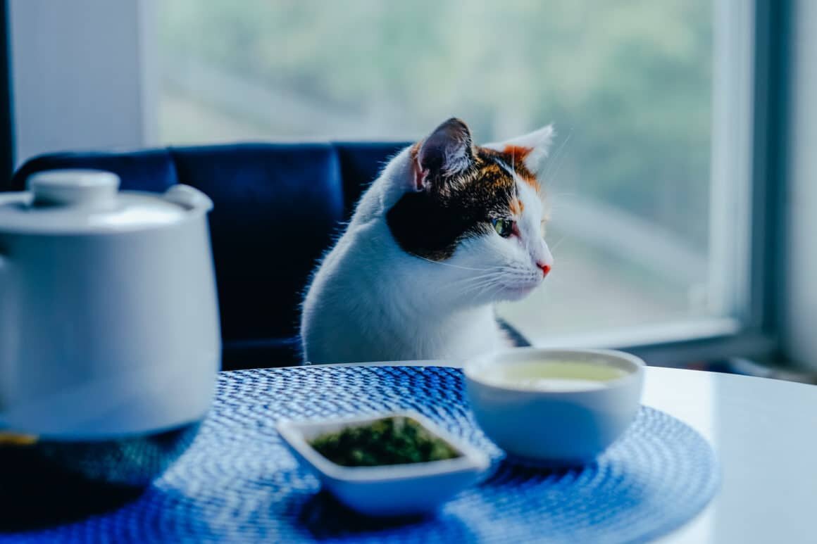 Catnip Tea For Cats How To Make How To Use Catnip on Humans / But there aren't enough studies