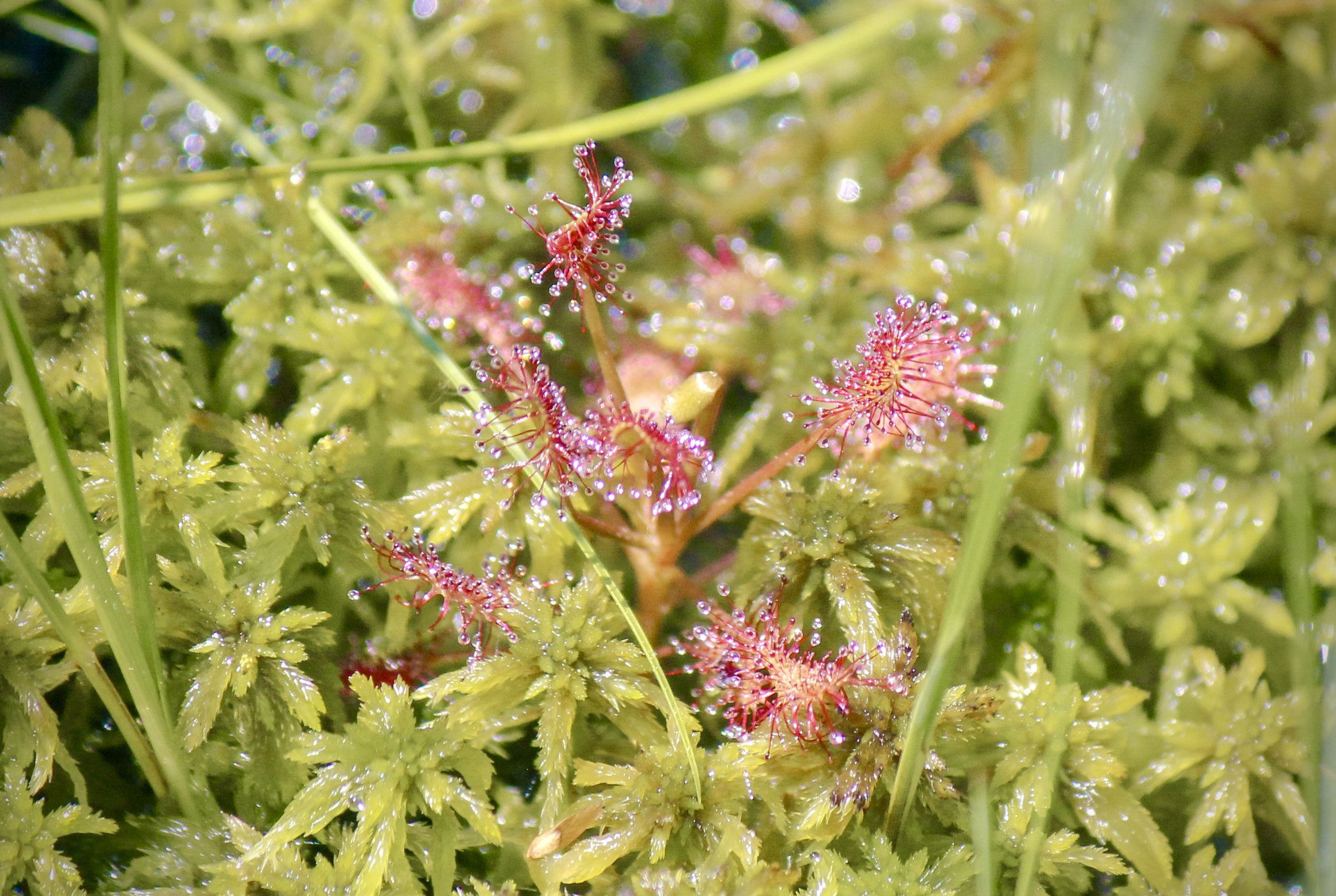 bog_2026-14.jpg