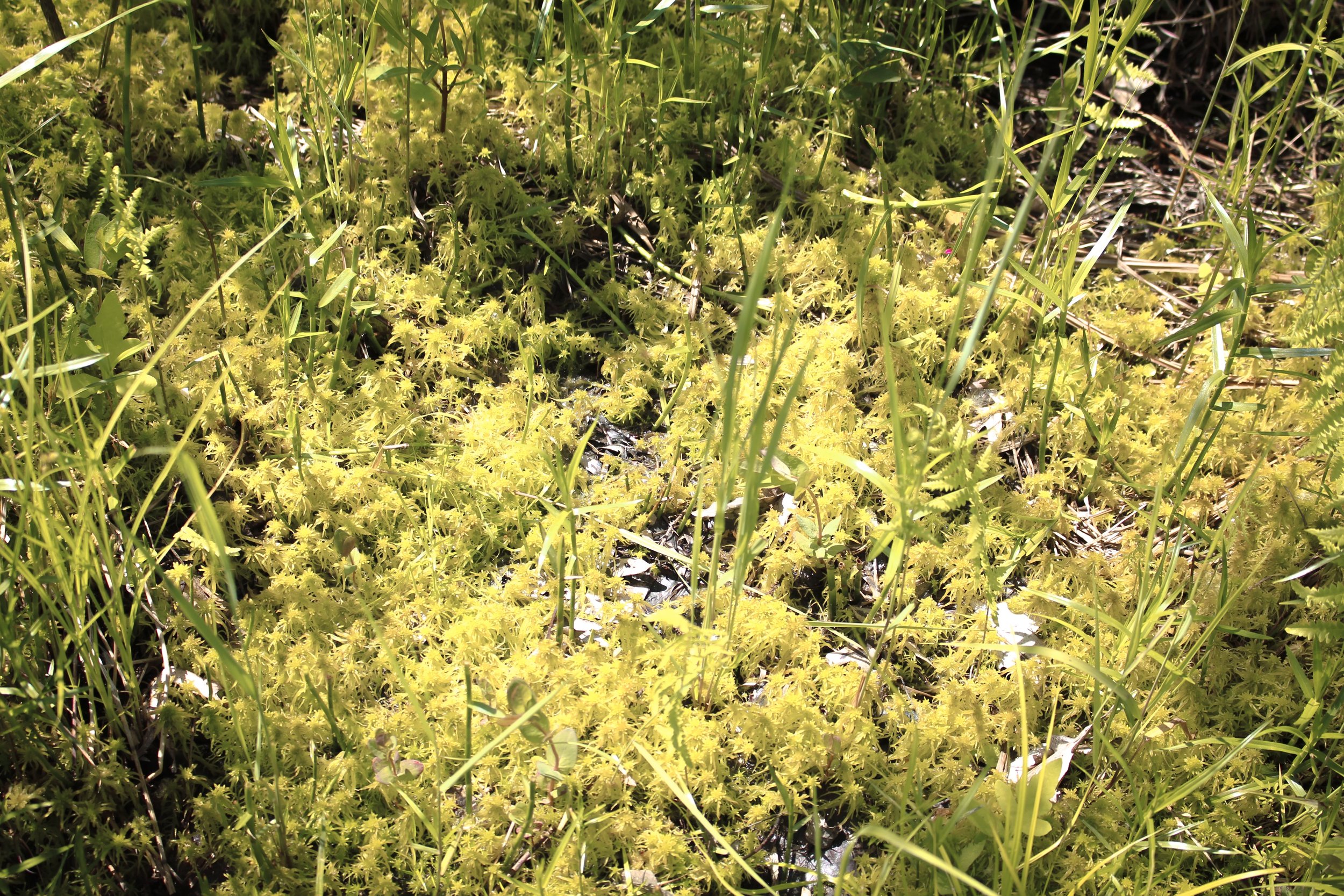 bog_2026-32.jpg