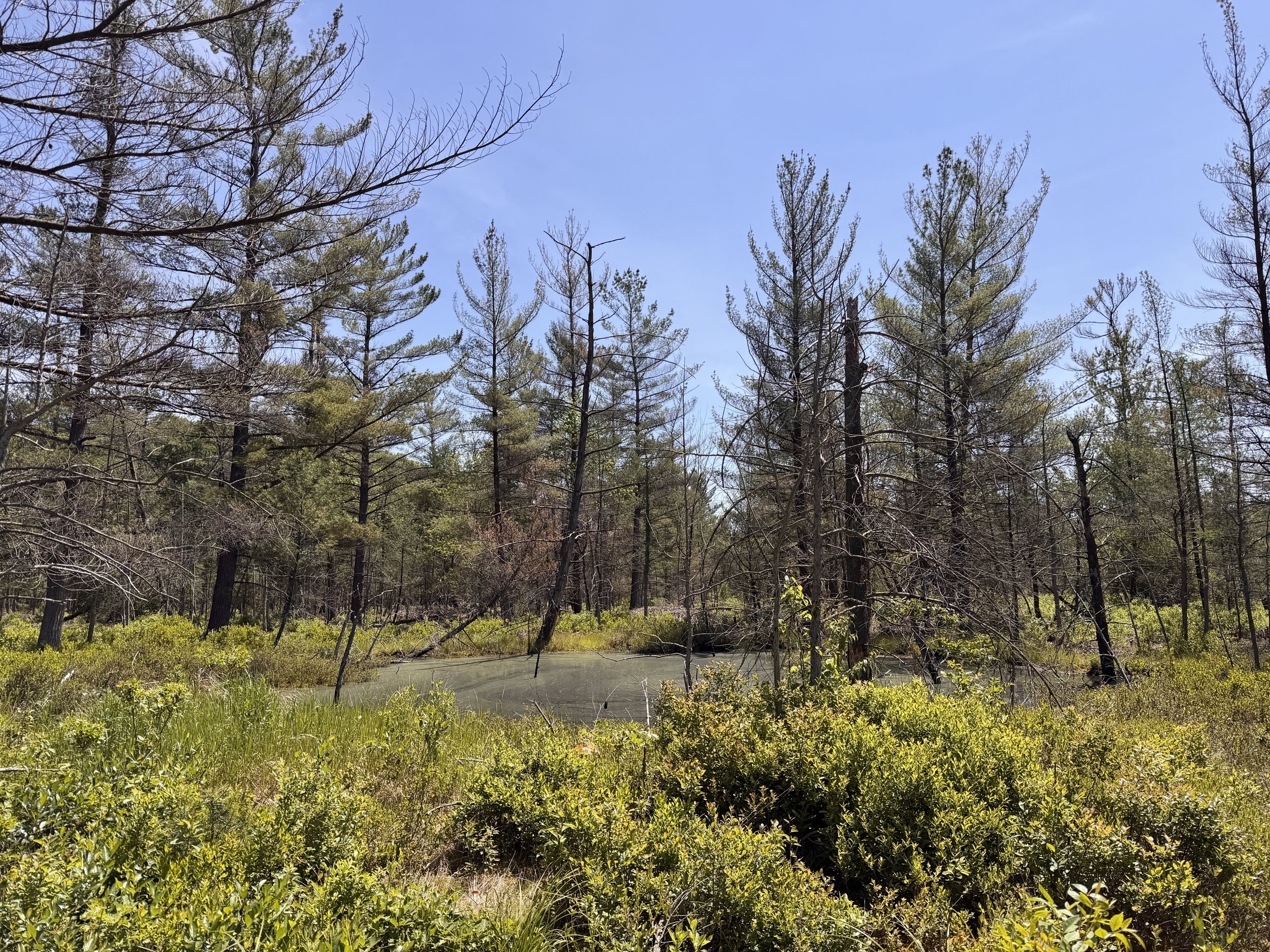 bog_2026-33.jpg