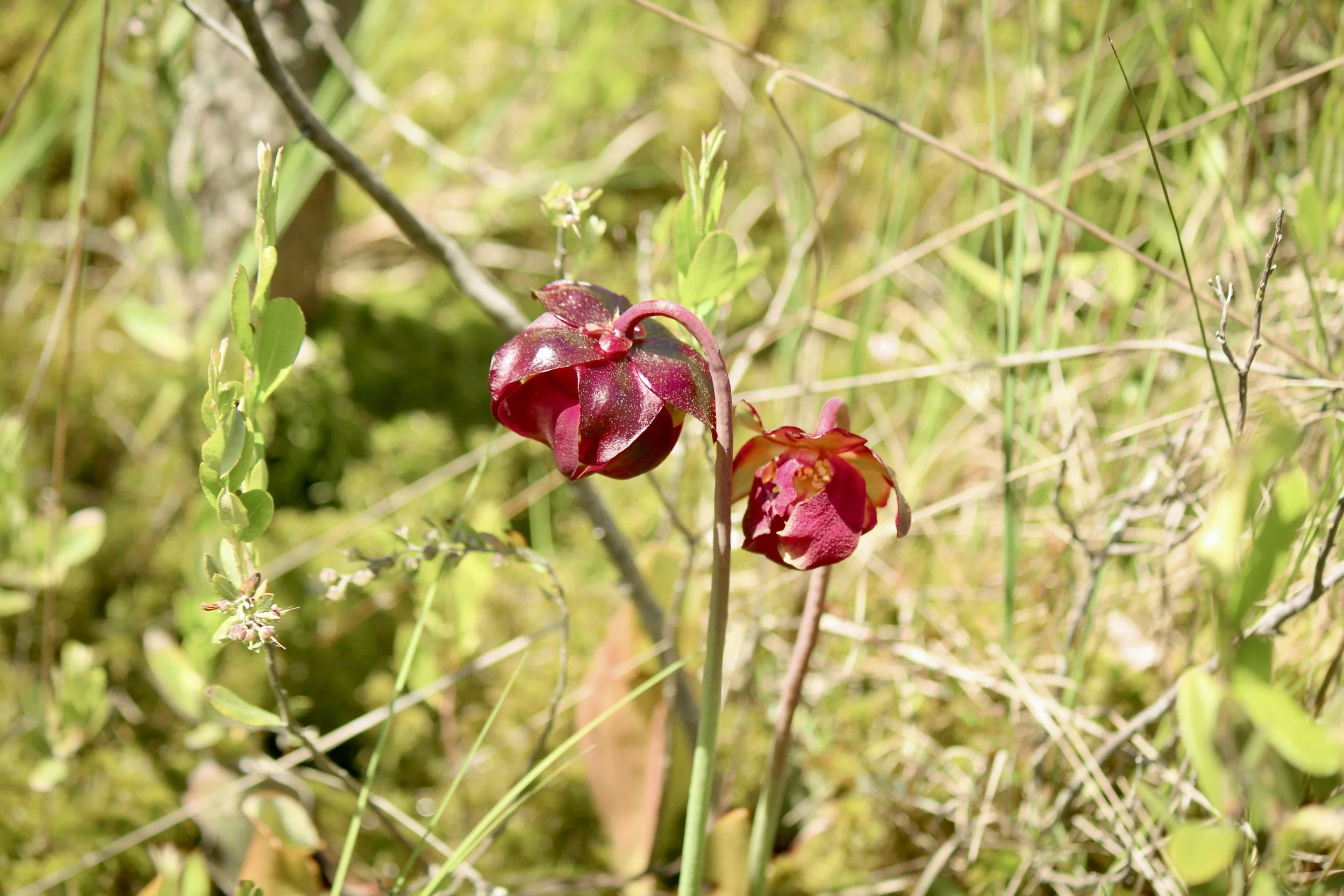 bog_2026-21.jpg
