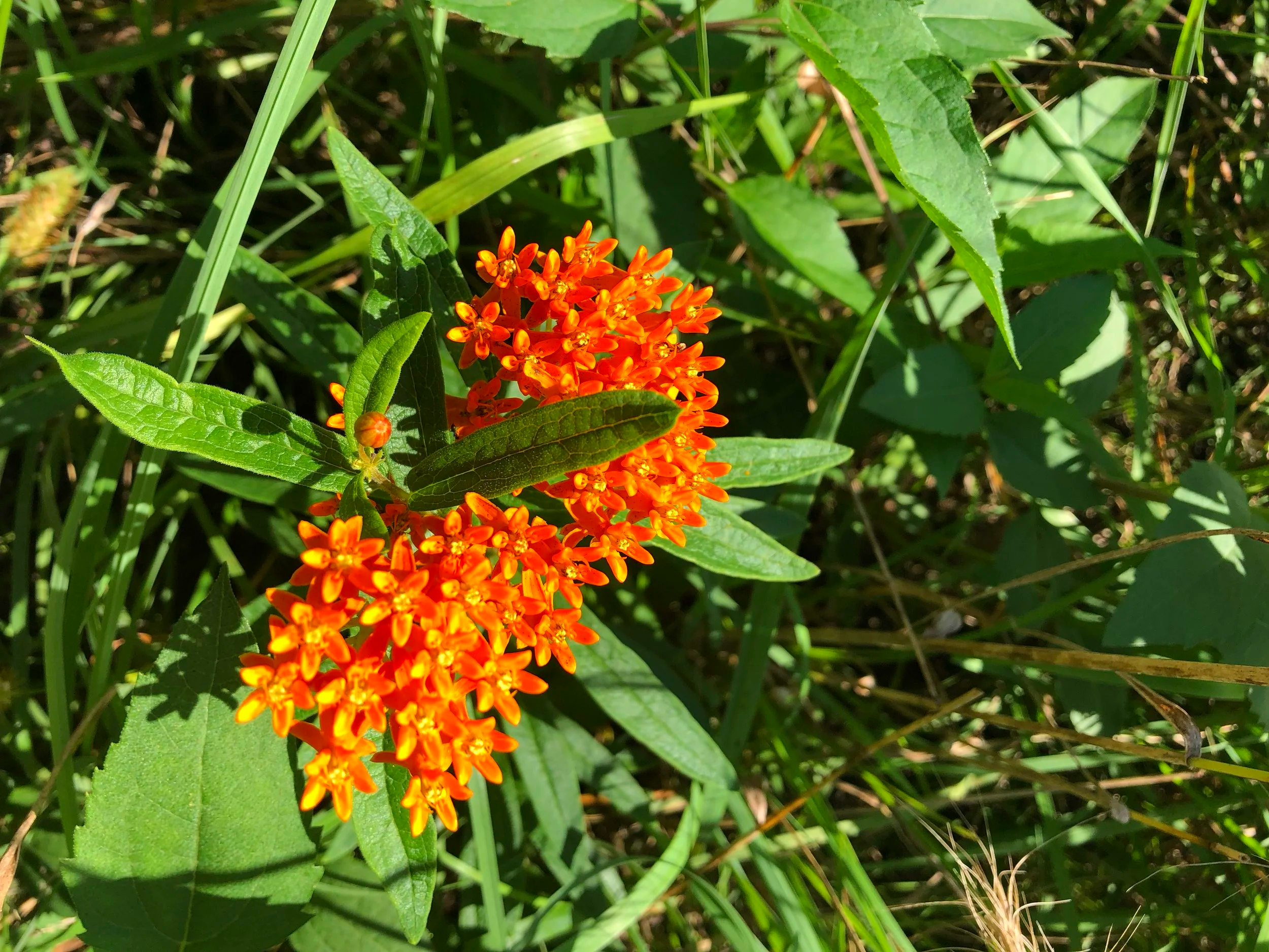 IMG_9455.png