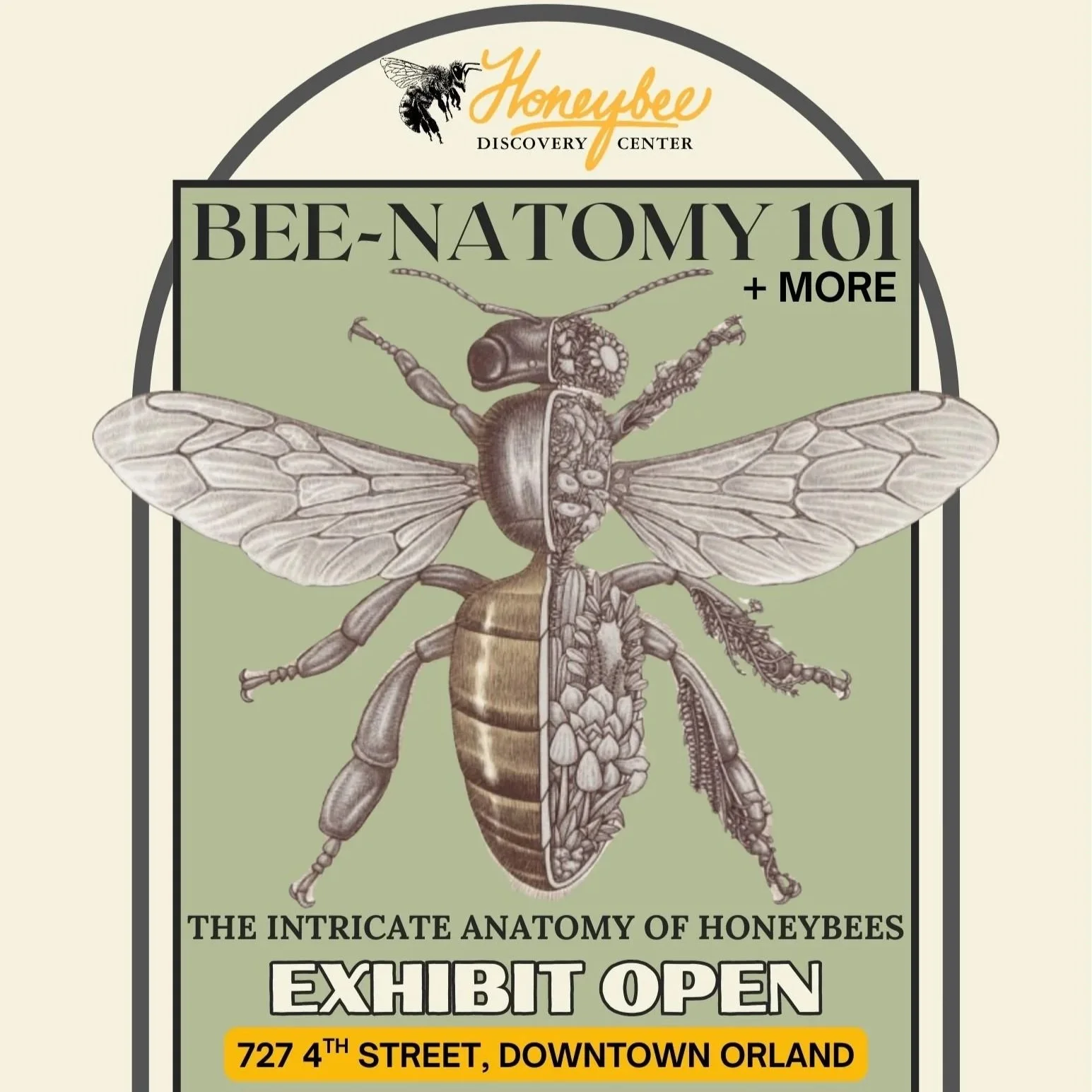 BEE-NATOMY 101 + More!