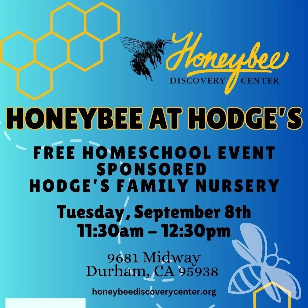 Honeybee at Hodge’s