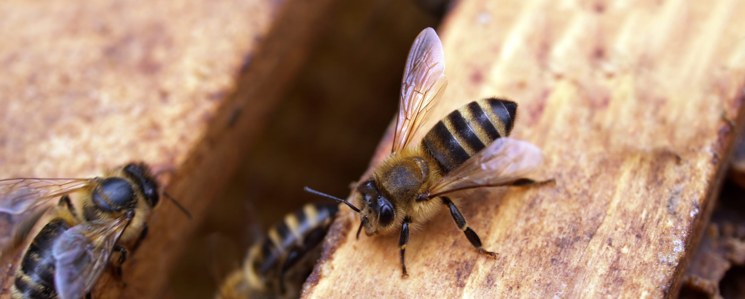 Queen Bees - Olivarez Honey Bees, Inc.
