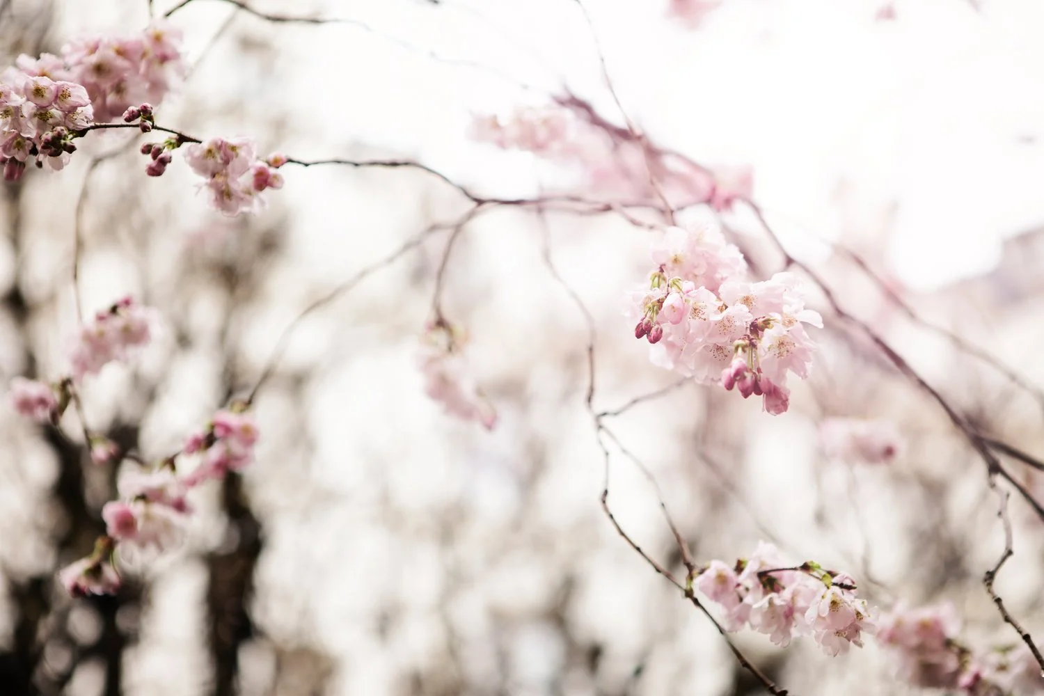 bloesems in Parijs.jpg