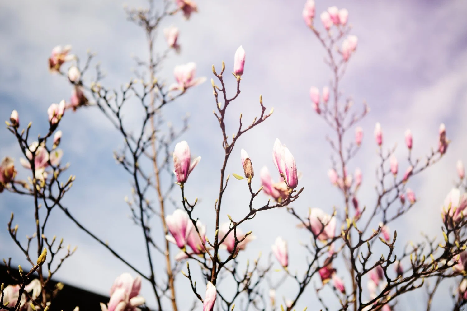 Magnolia blauwe lucht Parijs.jpg