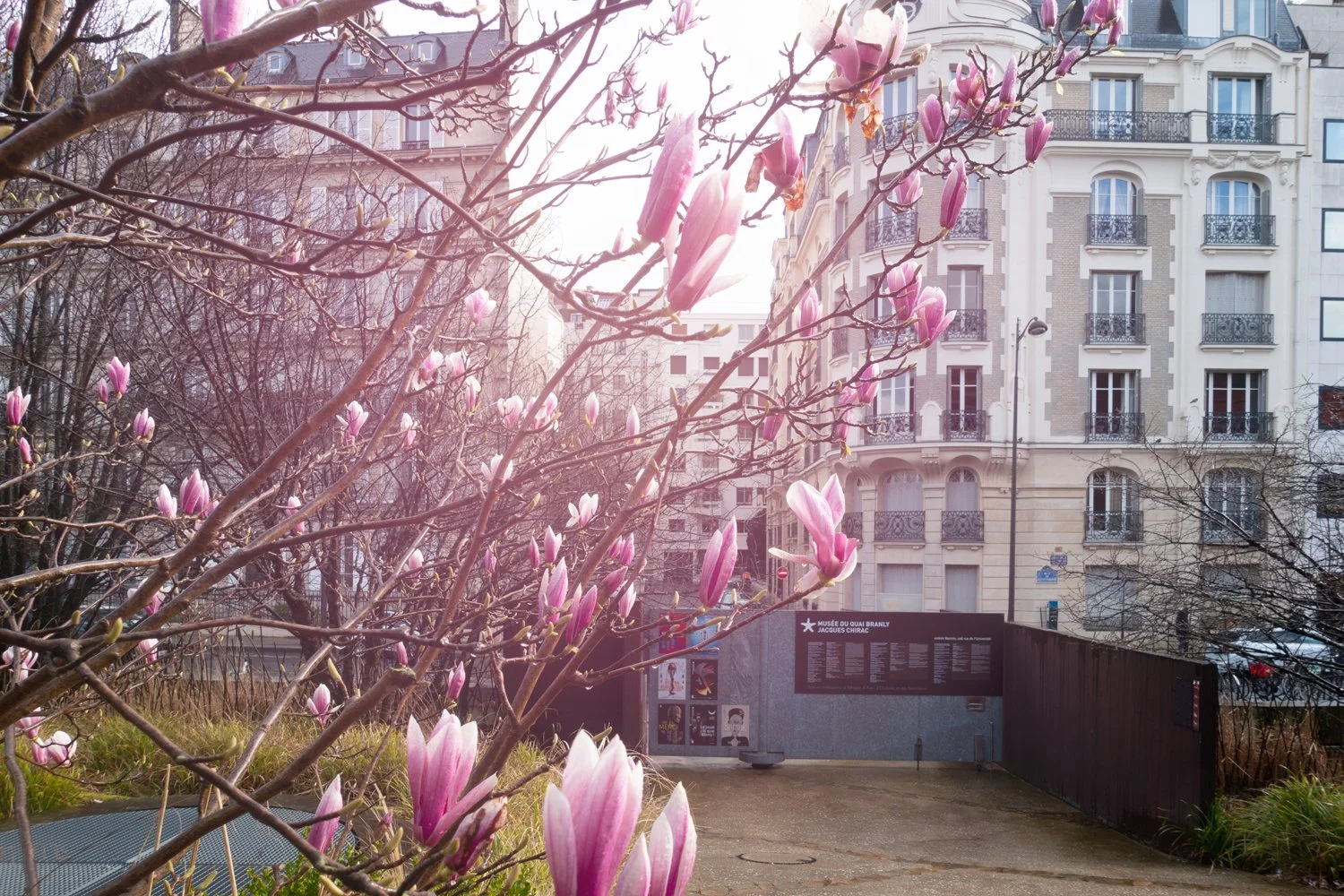 Magnolia's in Parijs.jpg
