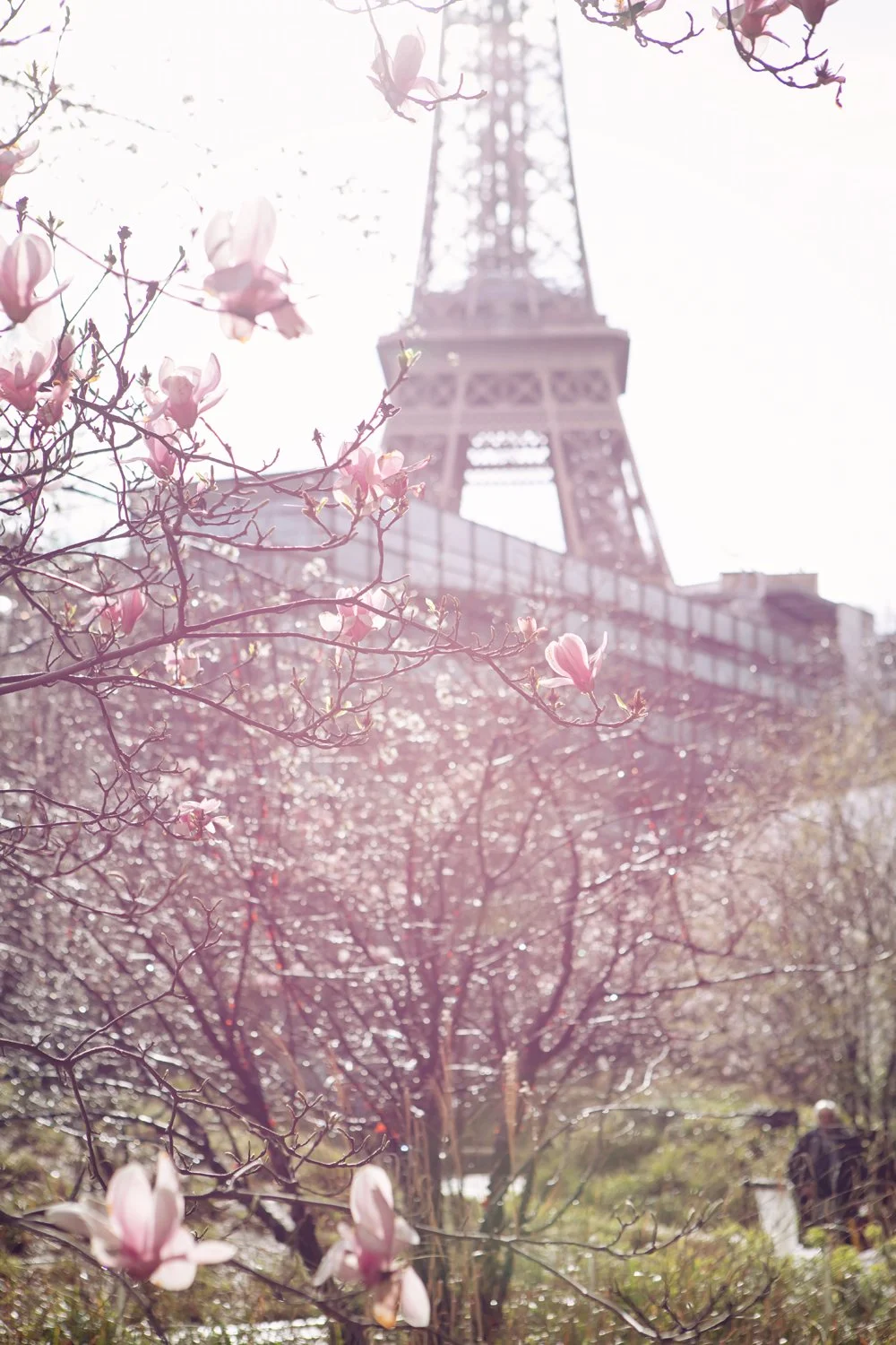 Bloesems en Eiffeltoren.jpg