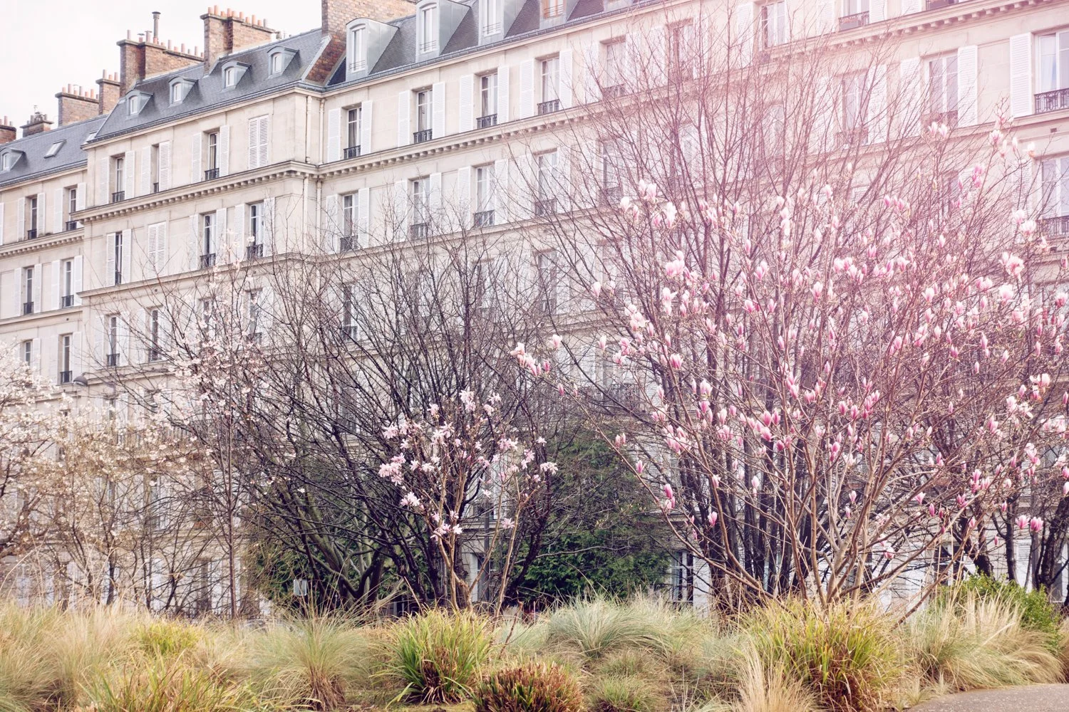 Bloesems in Parijs fotograferen doe je zo