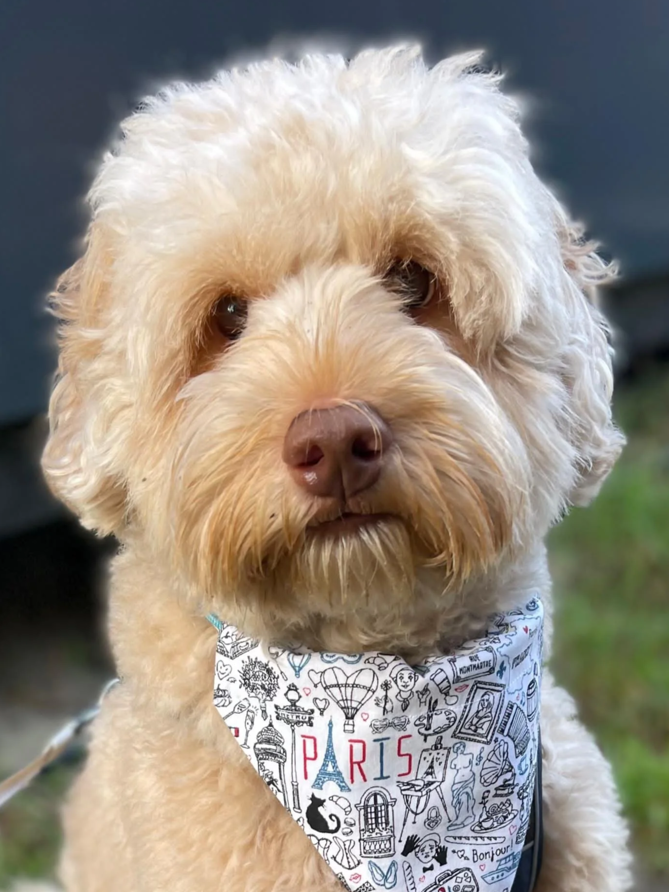 Luxe hond-vriendelijke hotels in Parijs, waar stijl vanzelfsprekend is