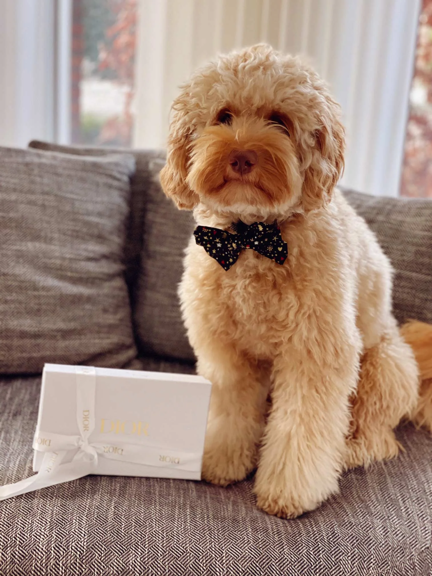 Luxe hond-vriendelijke hotels in Parijs, waar stijl vanzelfsprekend is