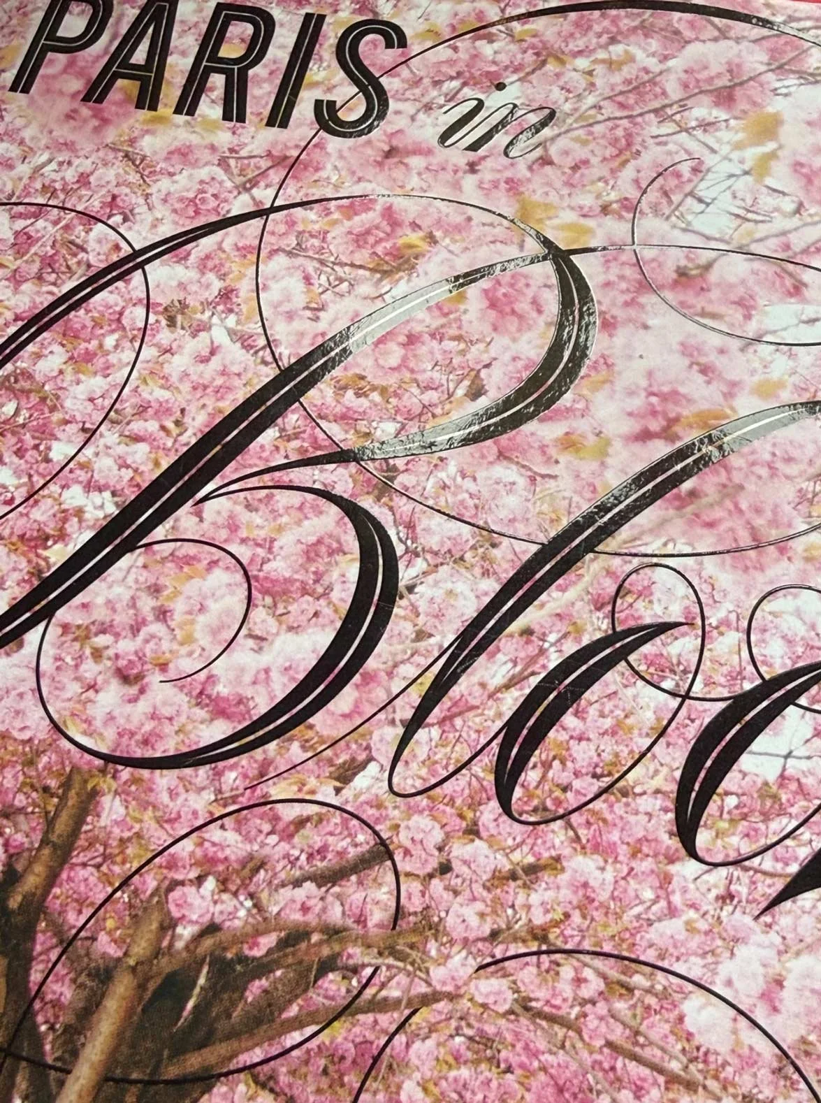 Paris in Bloom , Georgianna Lane