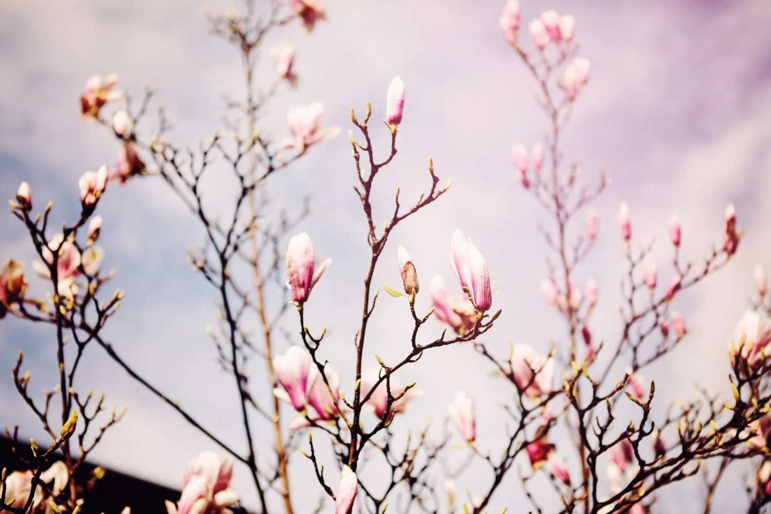 Magnolia's in Parijs tijdens de lente
