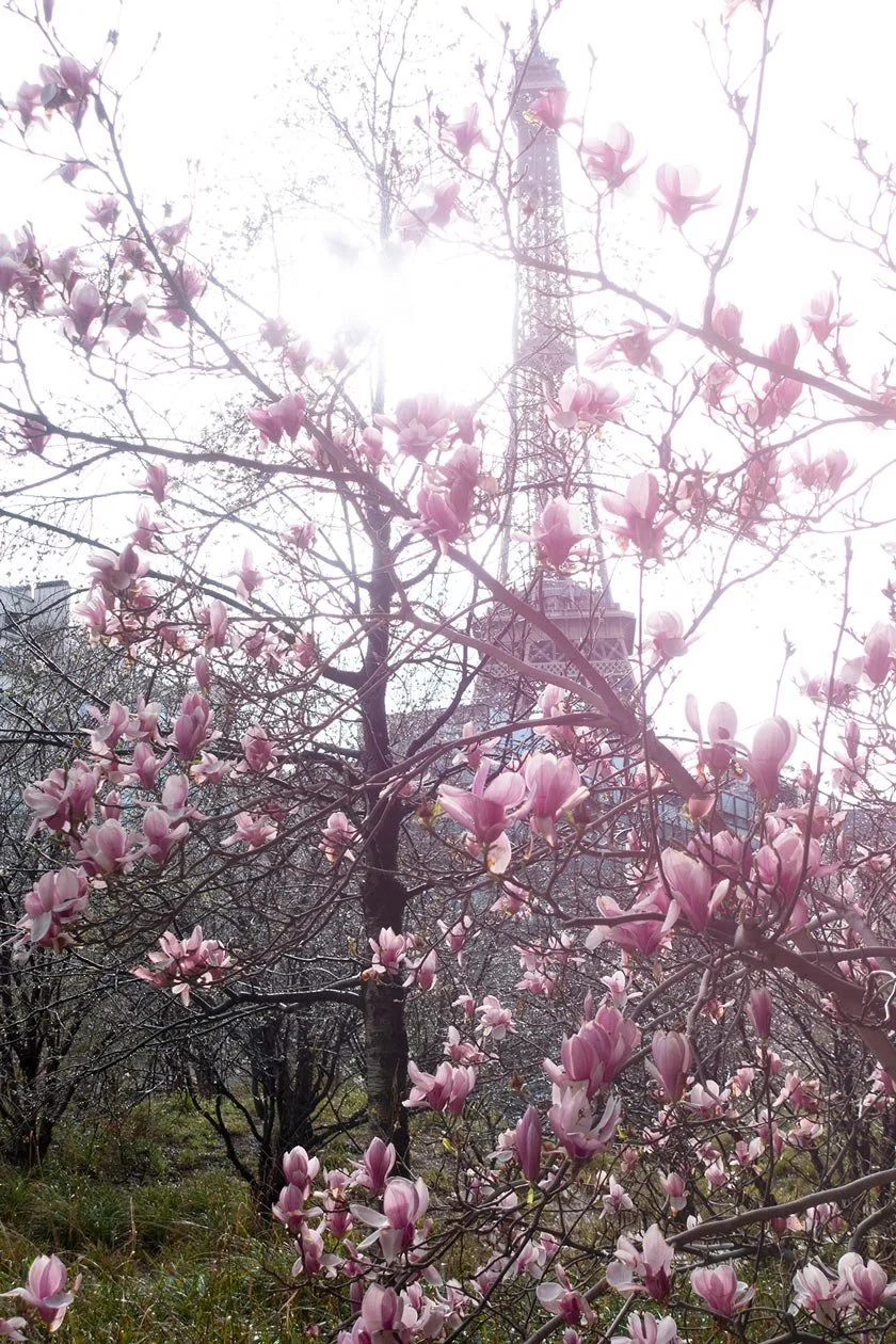 Magnolia's in Parijs tijdens de lente