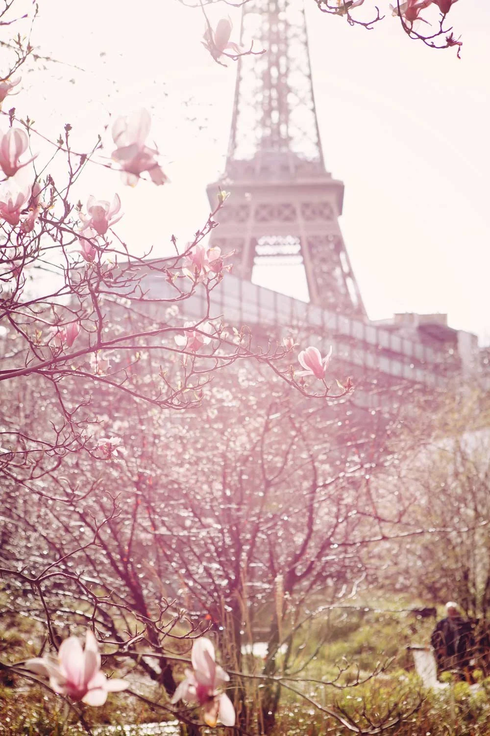 Magnolia's in Parijs tijdens de lente