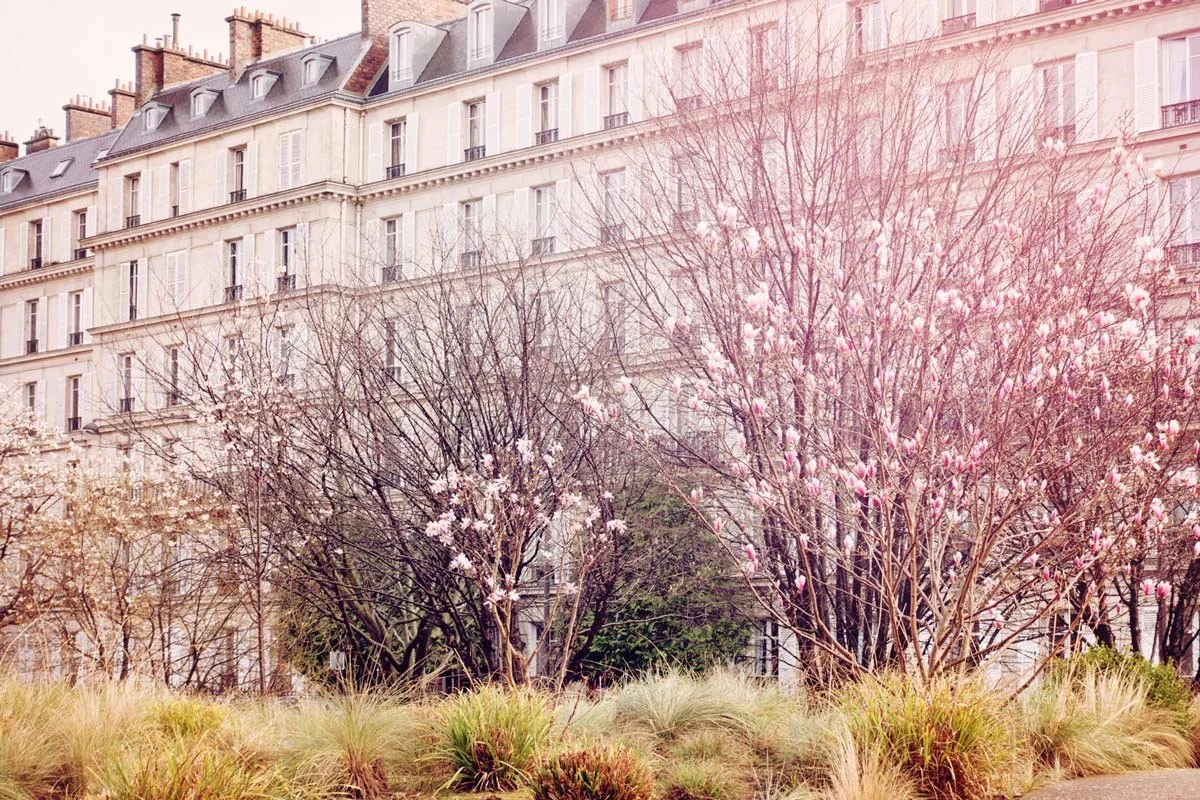 Magnolia's in Parijs tijdens de lente