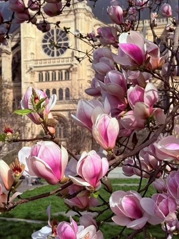 Roze magnolia les Halles