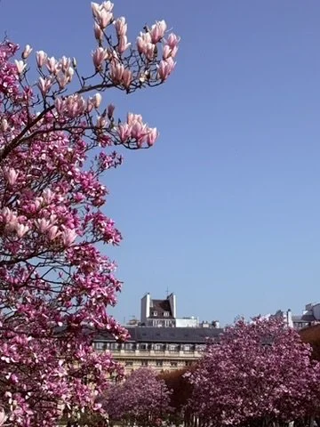 roze bloesems Palais Royal